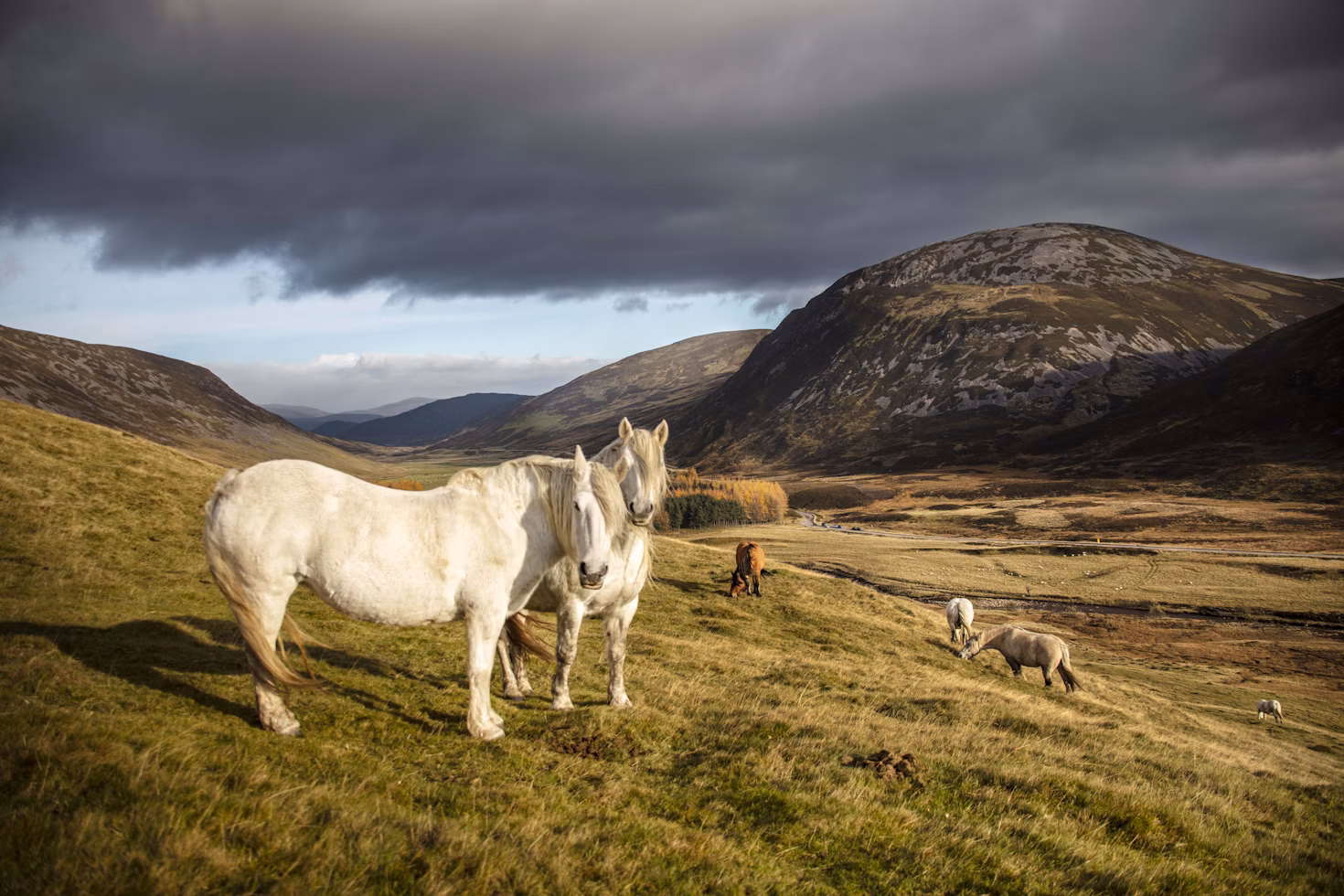 a white horse standing on top of a lush green hillside — horses on the hills around Braemar