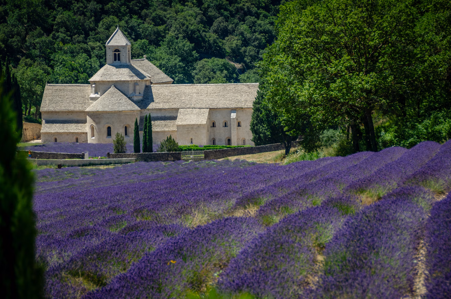 A lavender field with a church in the background — provence france, southern france
