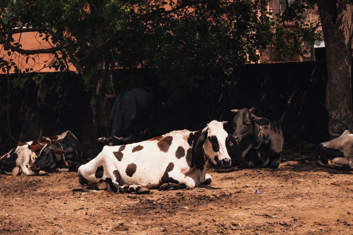 Cows resting by a wall in India, showing everyday coexistence and respect for sacred animals.