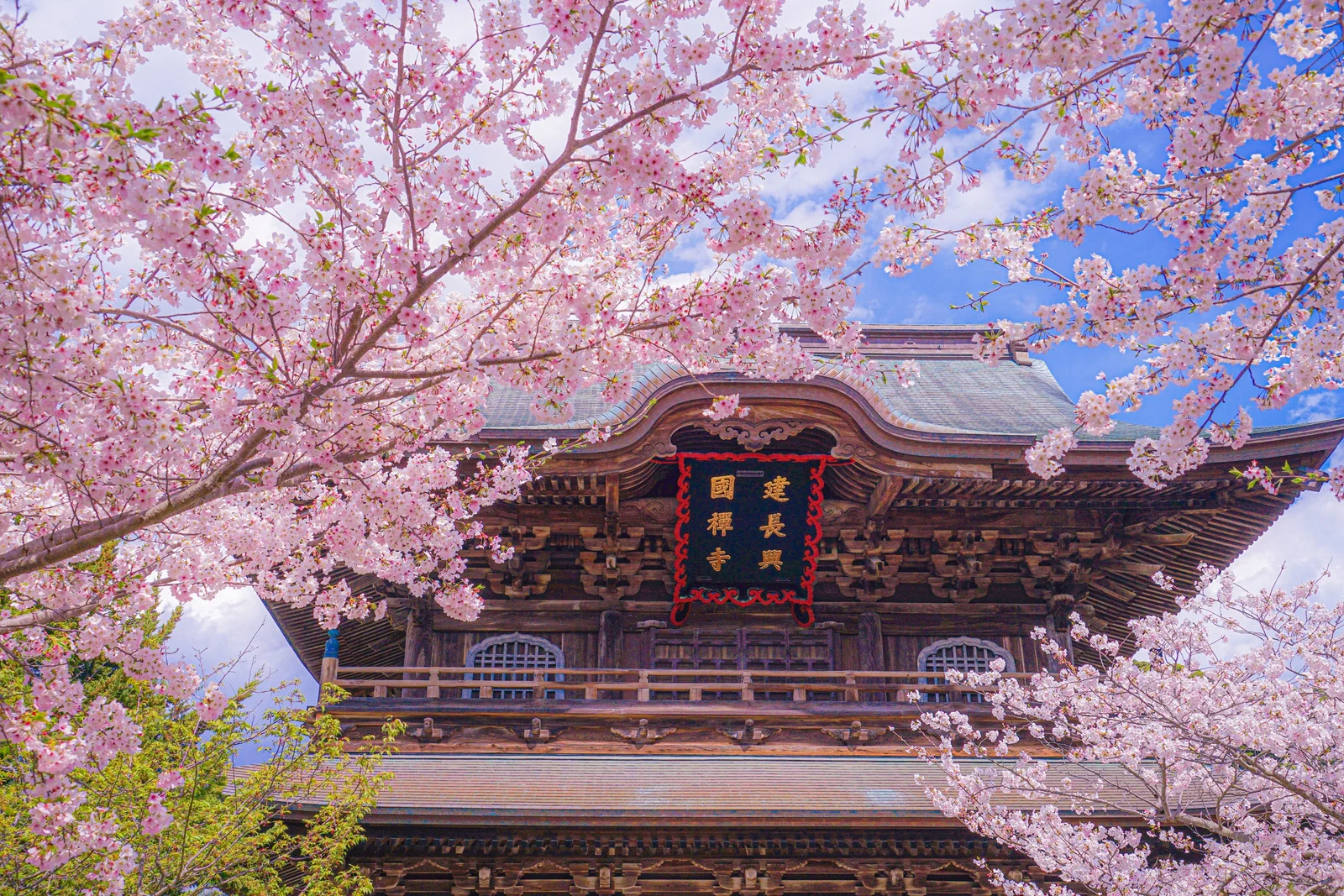 Cherry blossoms framing a traditional temple in Japan — a dream vacation for middle-class retirees.