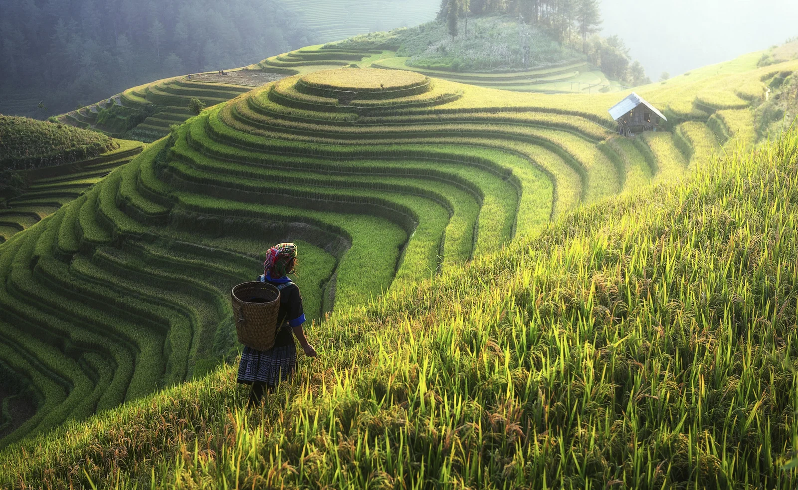 Traveler walking through Vietnam’s green rice terraces — a must-do vacation for middle-class retirees.