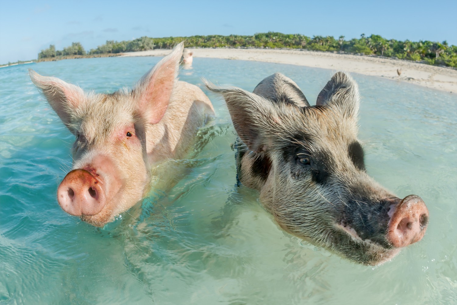 Two pigs swimming in the Bahamas - an expensive cruise ship excursion