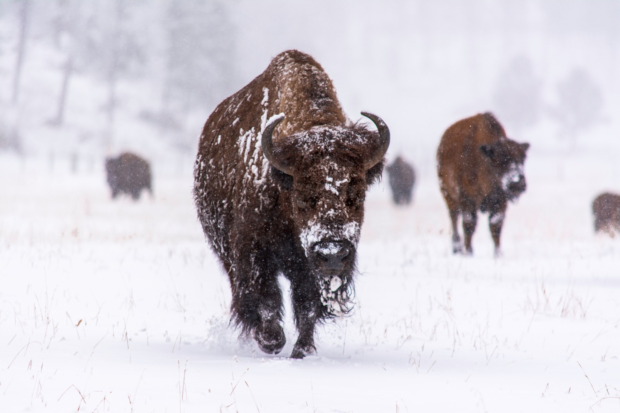Custer State Park South Dakota
