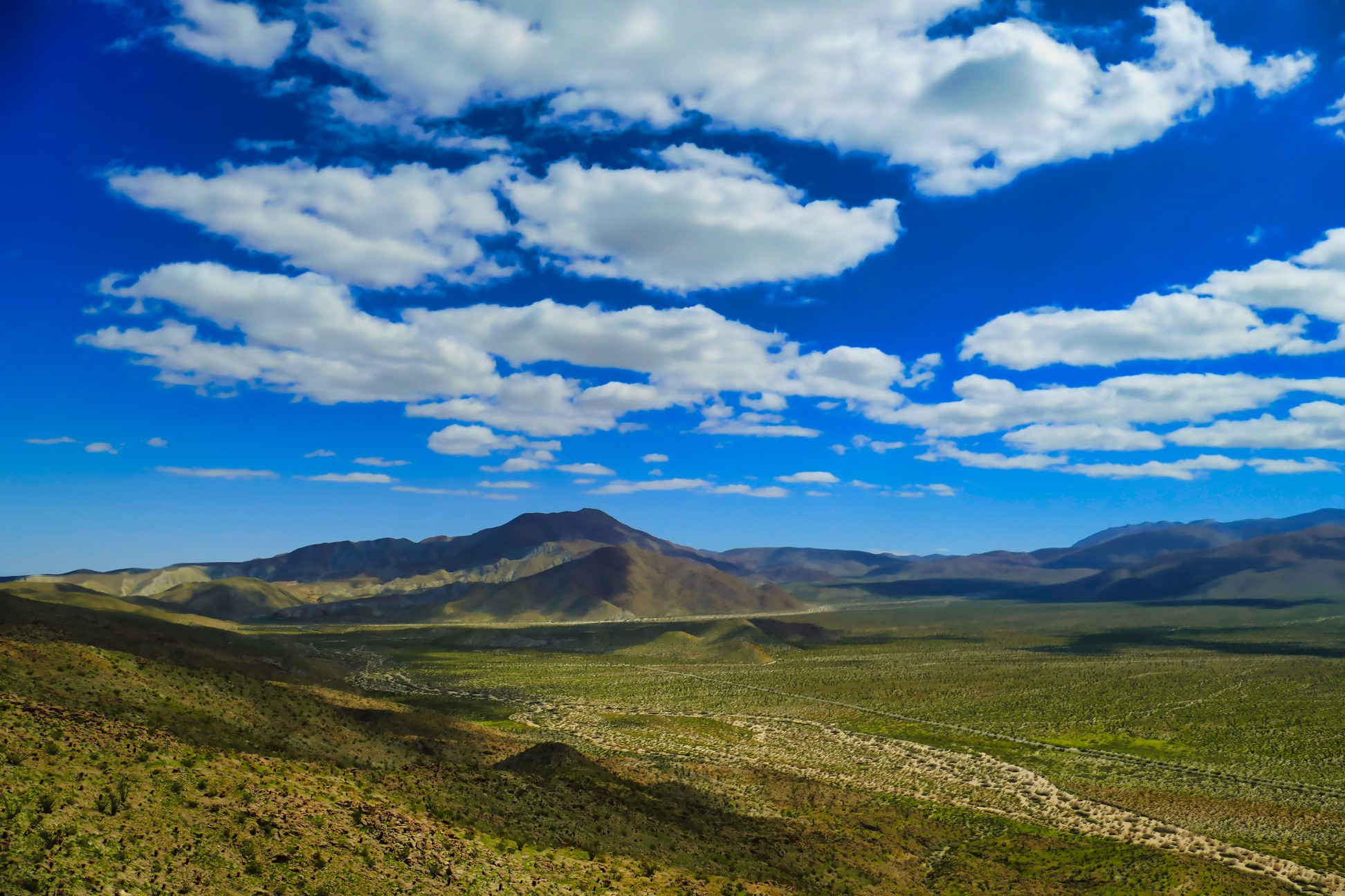 Looking down Mescal Bajada from Kenyon Overlook near Borrego Springs, Anza-Borrego Desert State Park, California, USA. The desert looks bright green after winter rains.