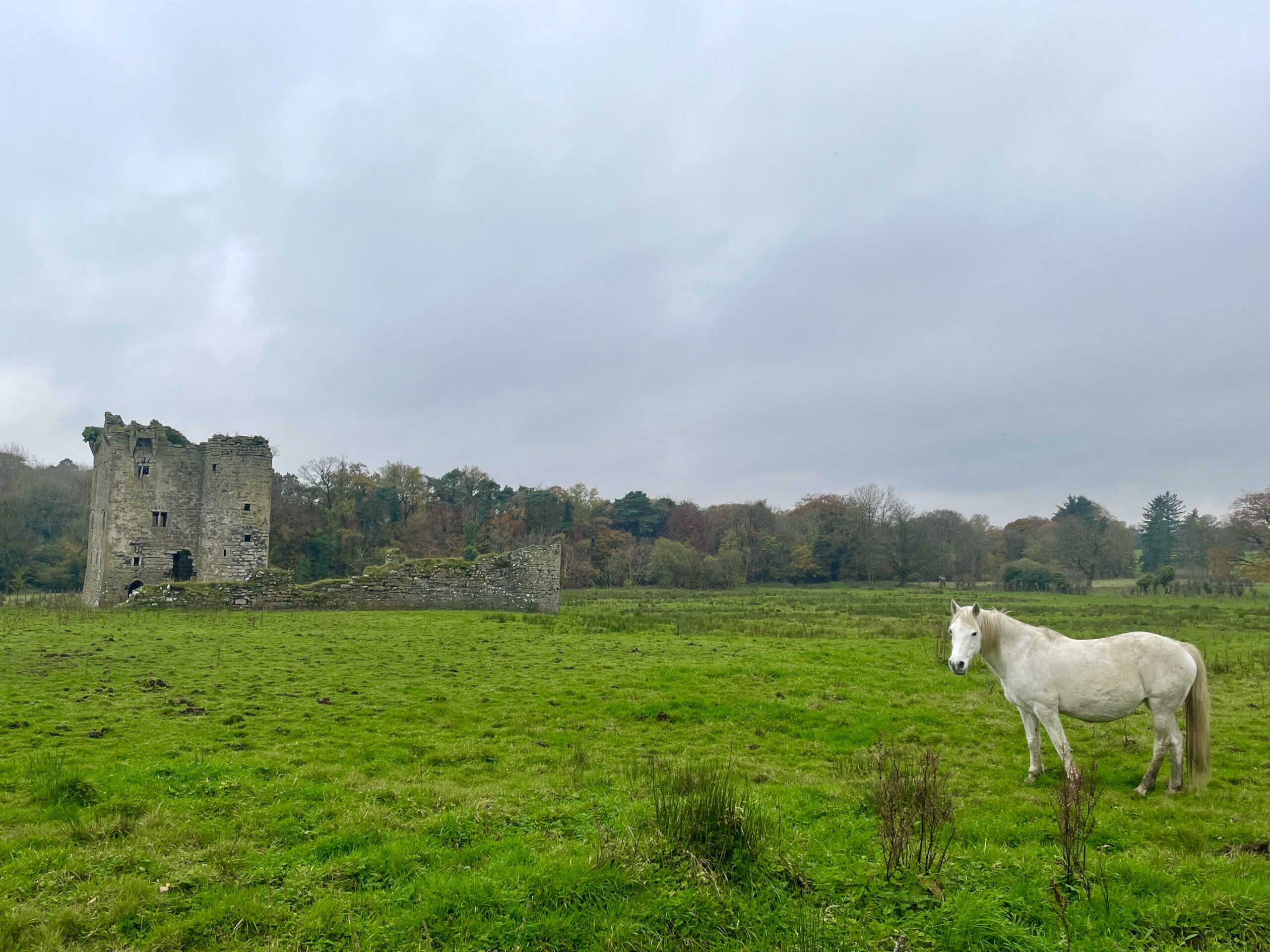 White horse near ancient Irish castle on green field under cloudy sky in Ireland, symbolizing peace and reflection.