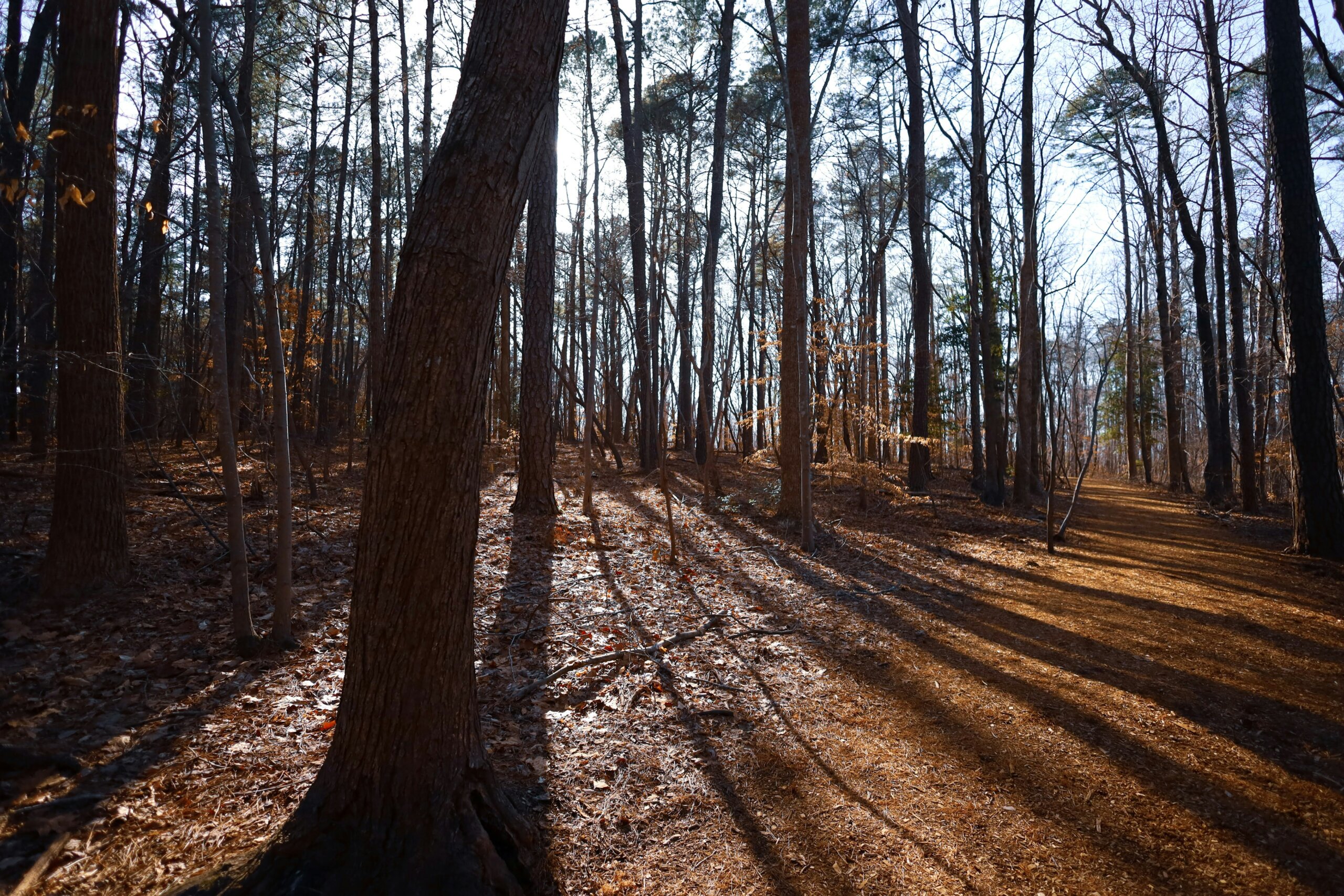 cary, nc