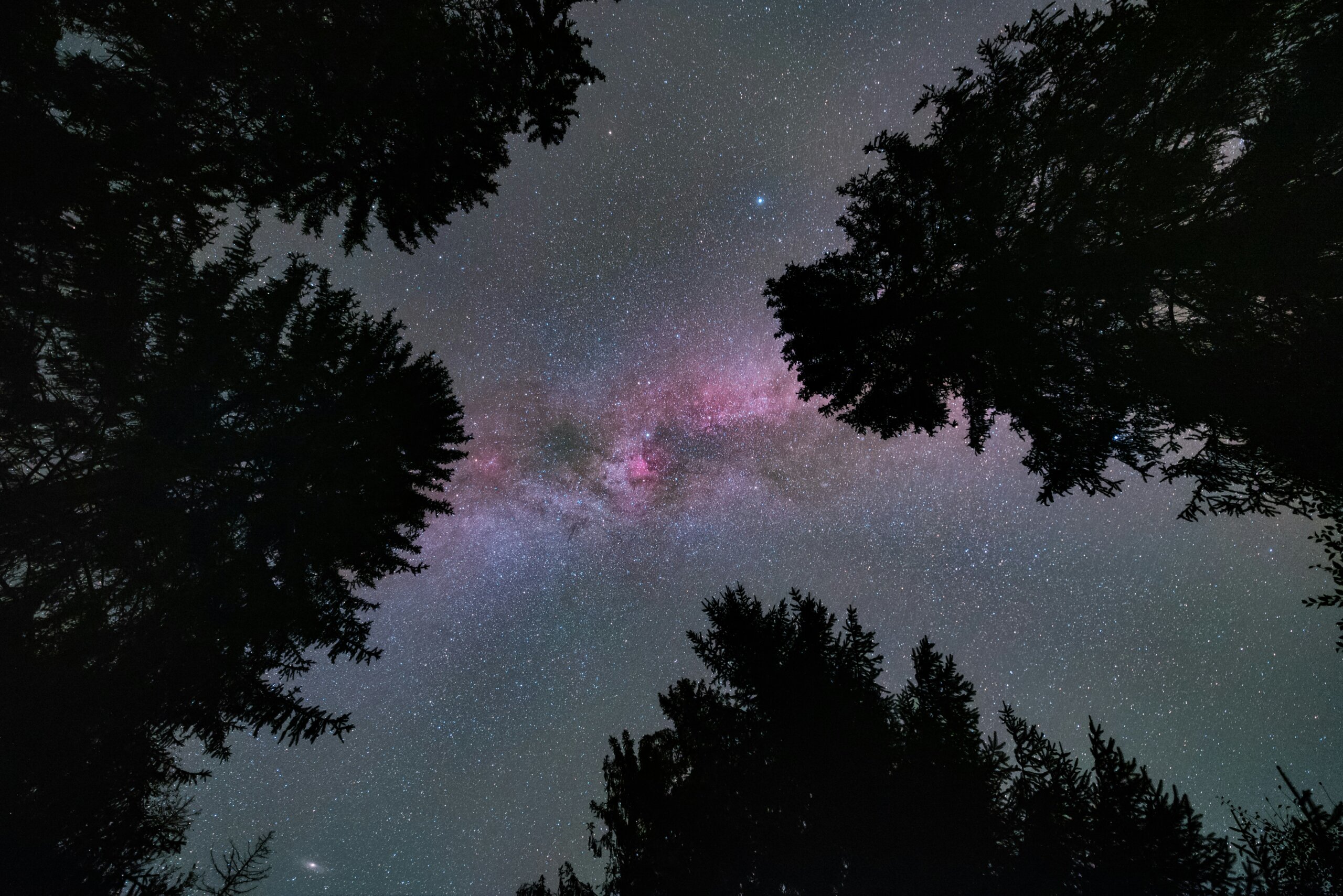 Milky Way galaxy shining brightly above a forest at night, framed by tall dark trees.