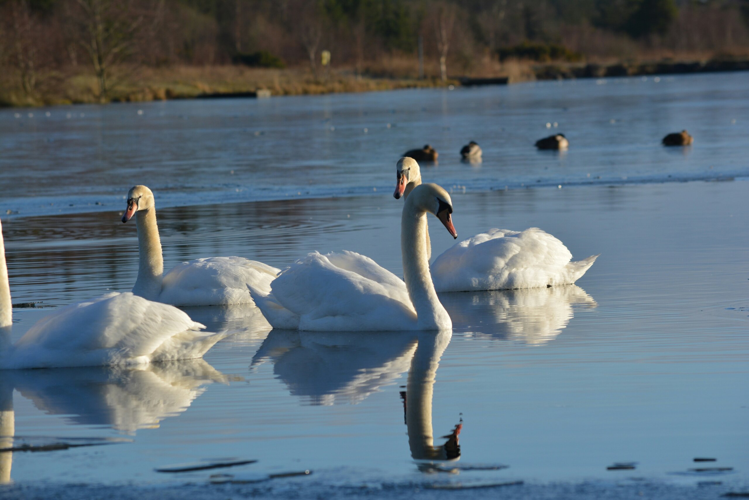 swans in ireland