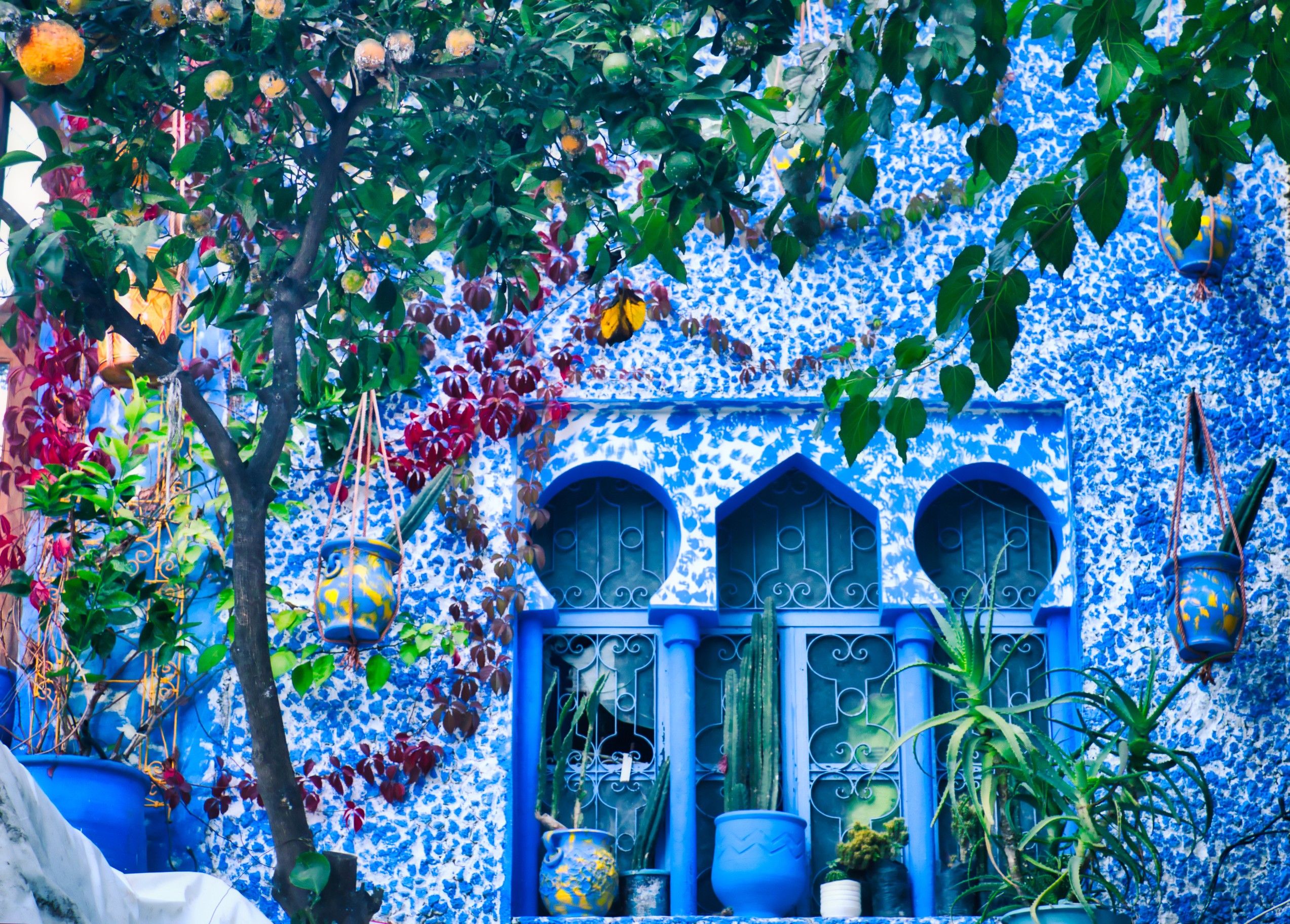 Arab style windows decorated with pots and a tangerine tree. Image taken in Chefchaouen, a beautiful village in northern Morocco
