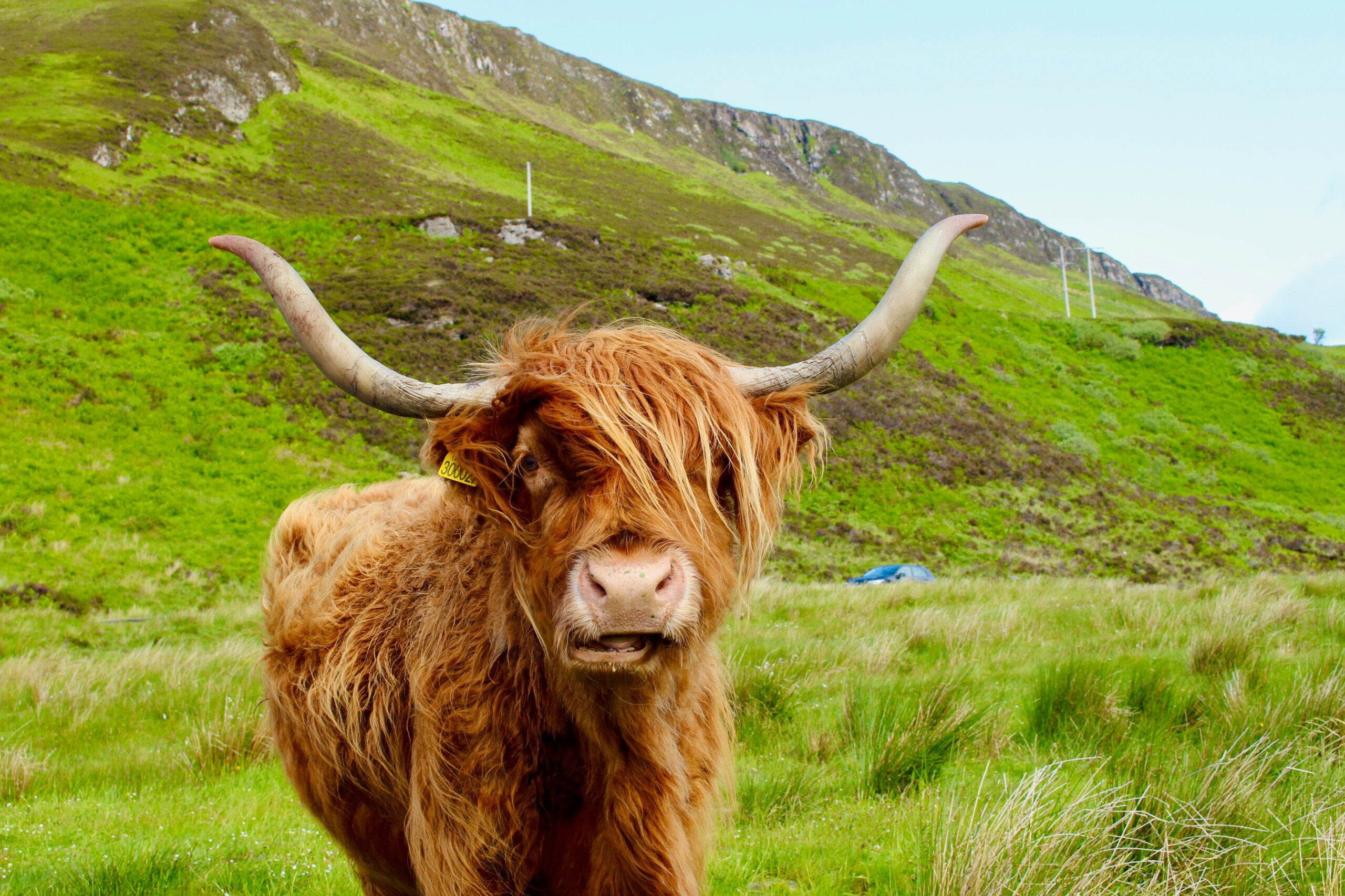 Highland cow in the Scottish countryside representing slow travel in Scotland