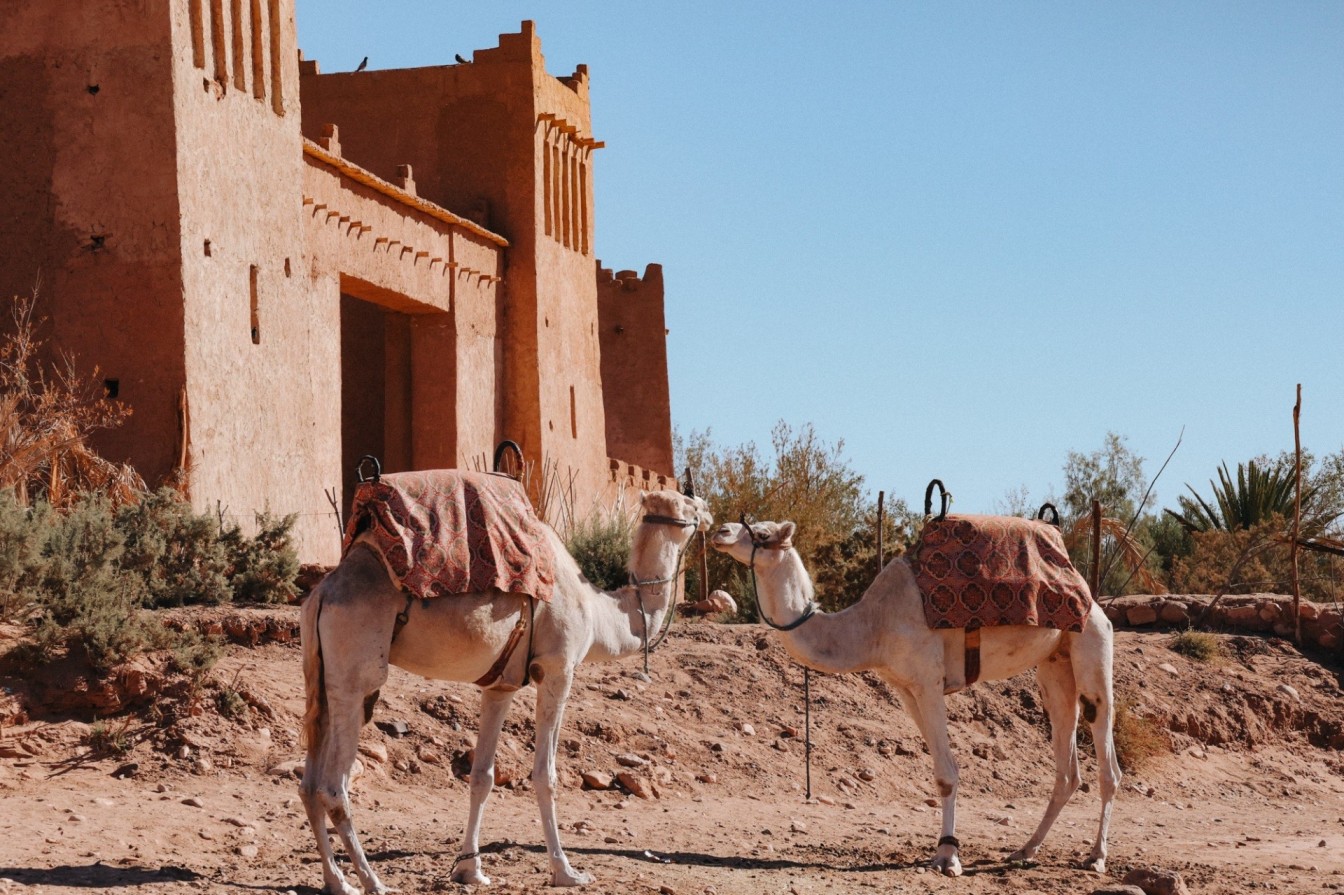 Camels in the village of Ait Ben Hadu.