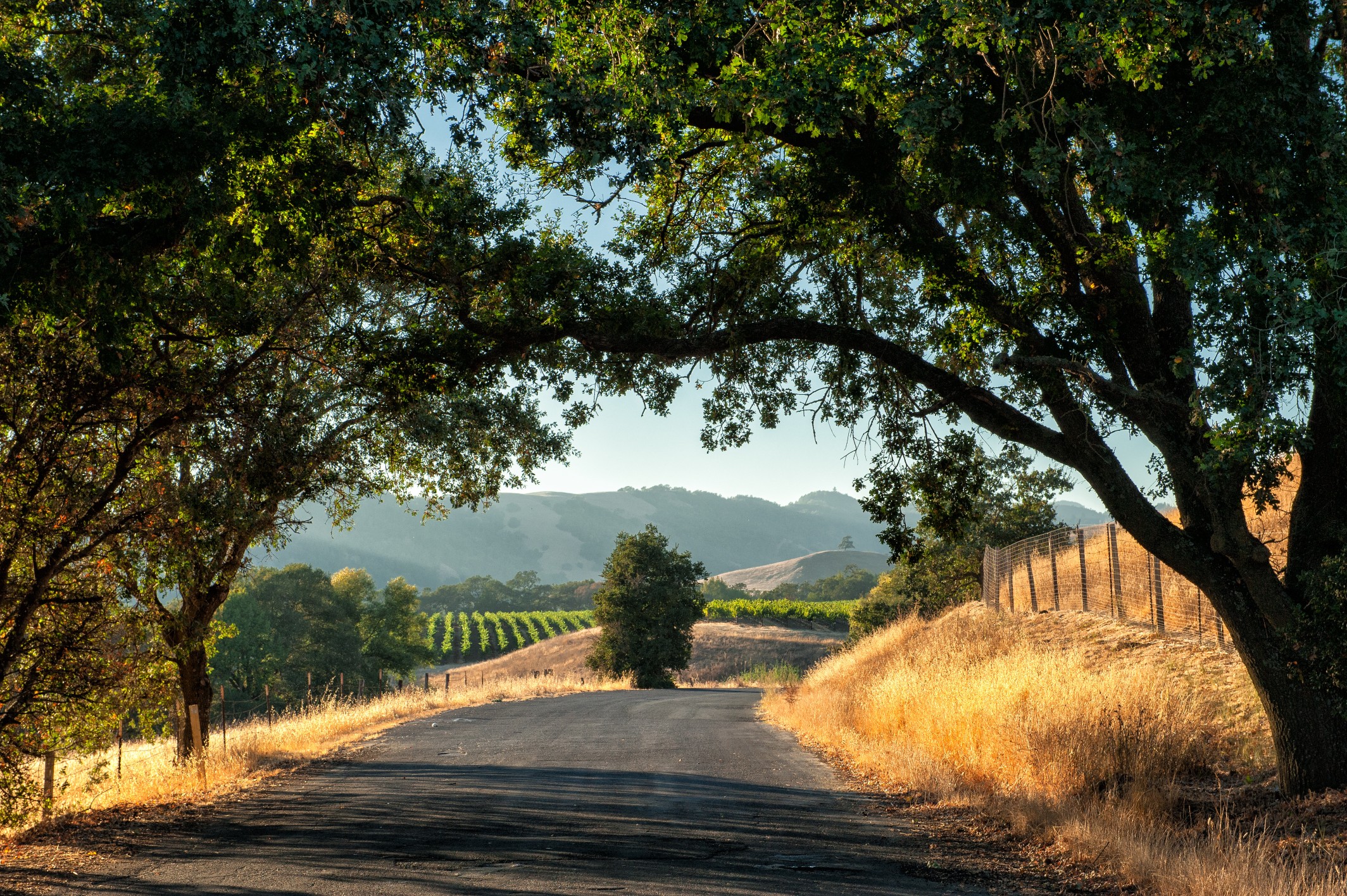 Vineyard road in US wine country representing the best wineries in the US