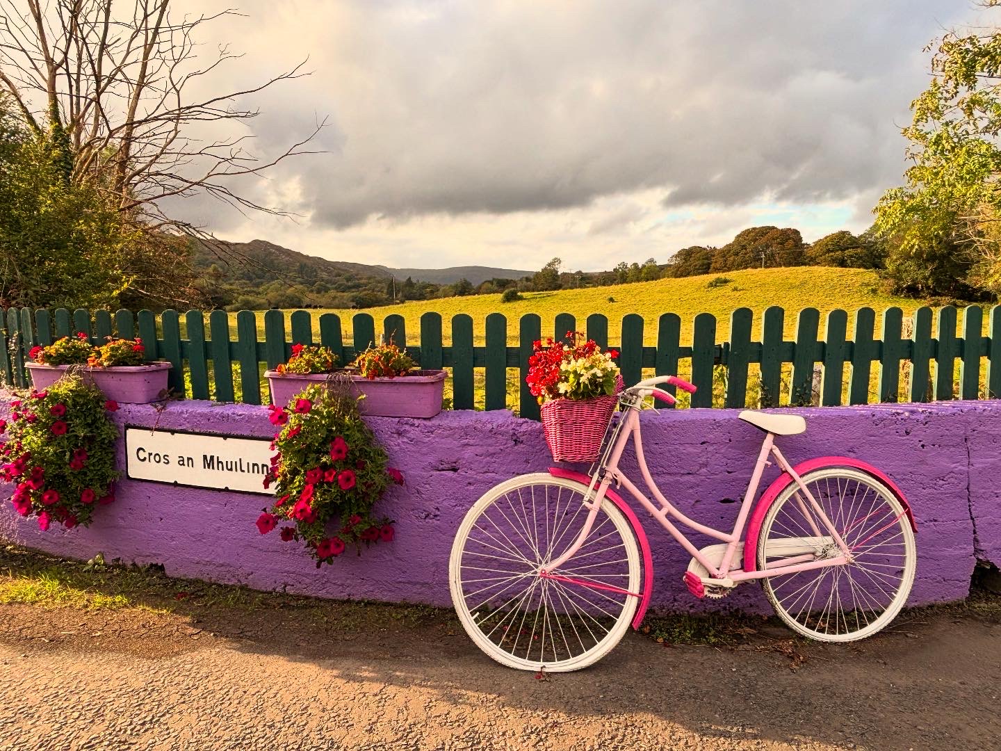 Pink bicycle and flowers in the Irish countryside, a peaceful scene representing solo travel in Ireland county cork