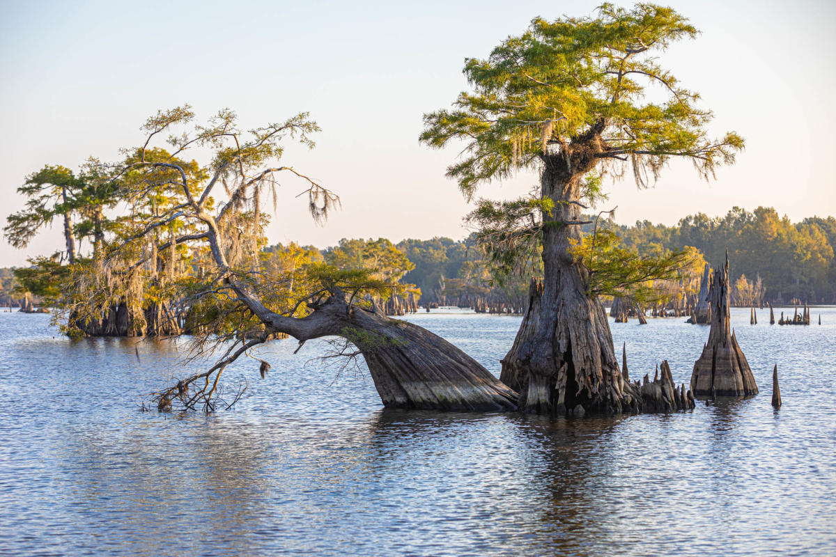 Cypress trees rising from calm water along Florida’s Forgotten Coast, an underrated Gulf Coast escape