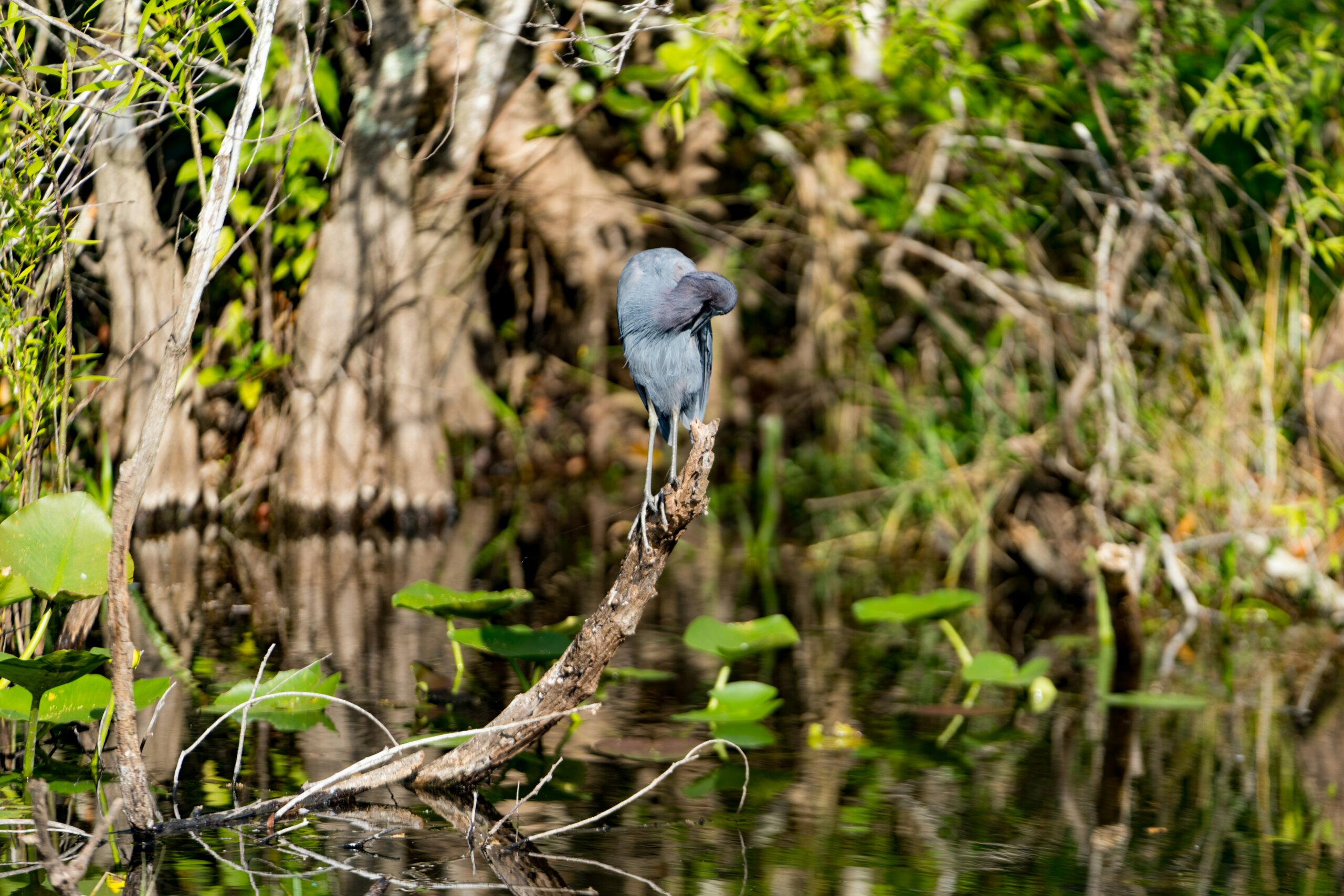 the everglades