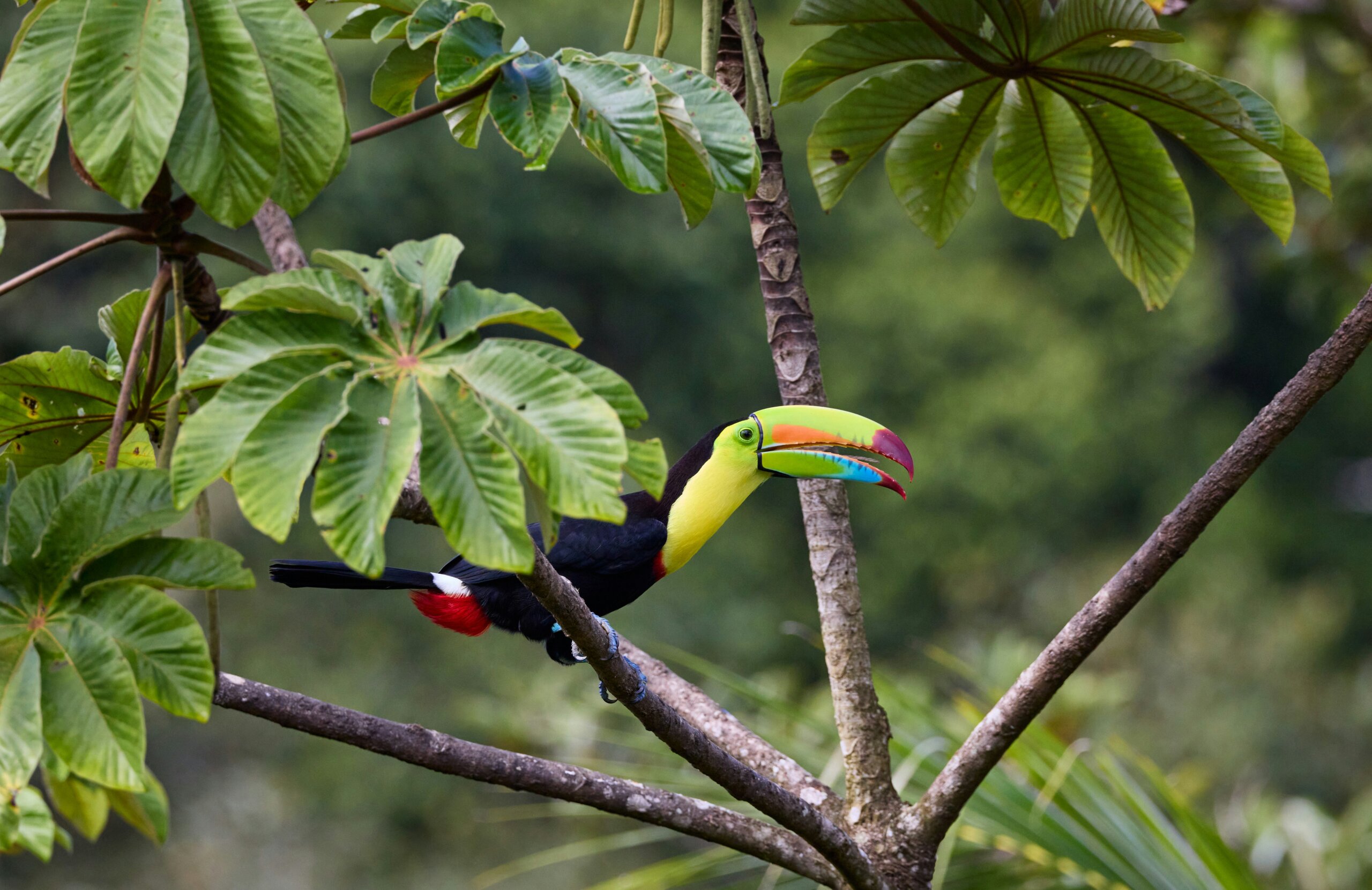 toucan perched in a tropical rainforest, representing Central America travel and wildlife adventures in 2026