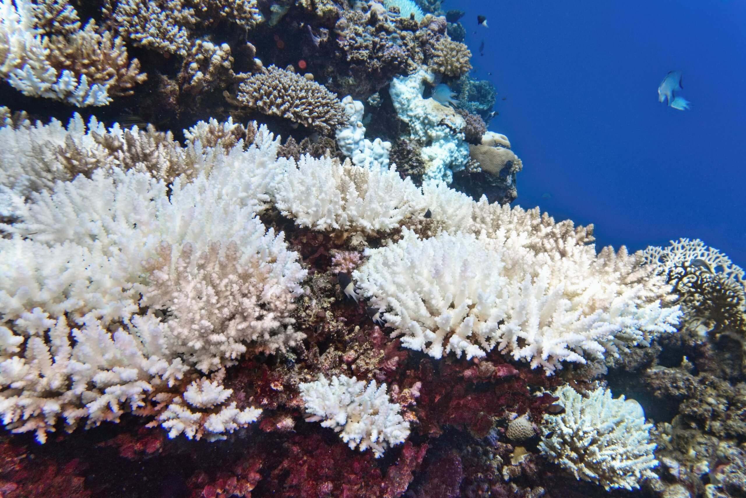 Coral bleaching of Acropora hard corals - process when corals become white. Global warming impact.
