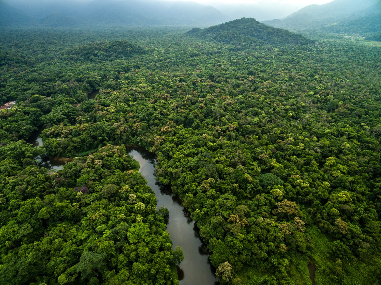 Aerial View of River in Rainforest, Latin America
