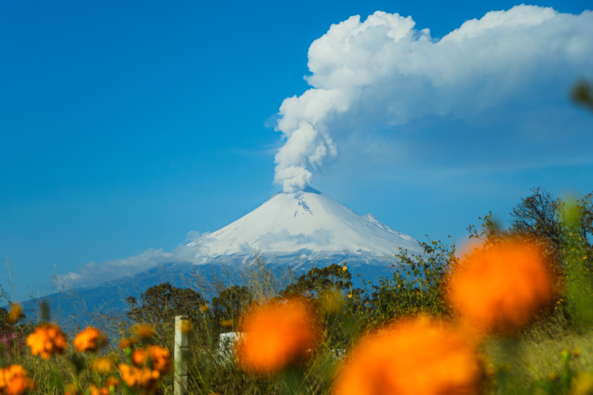 Snow-covered active volcano releasing steam into blue sky with orange wildflowers in foreground