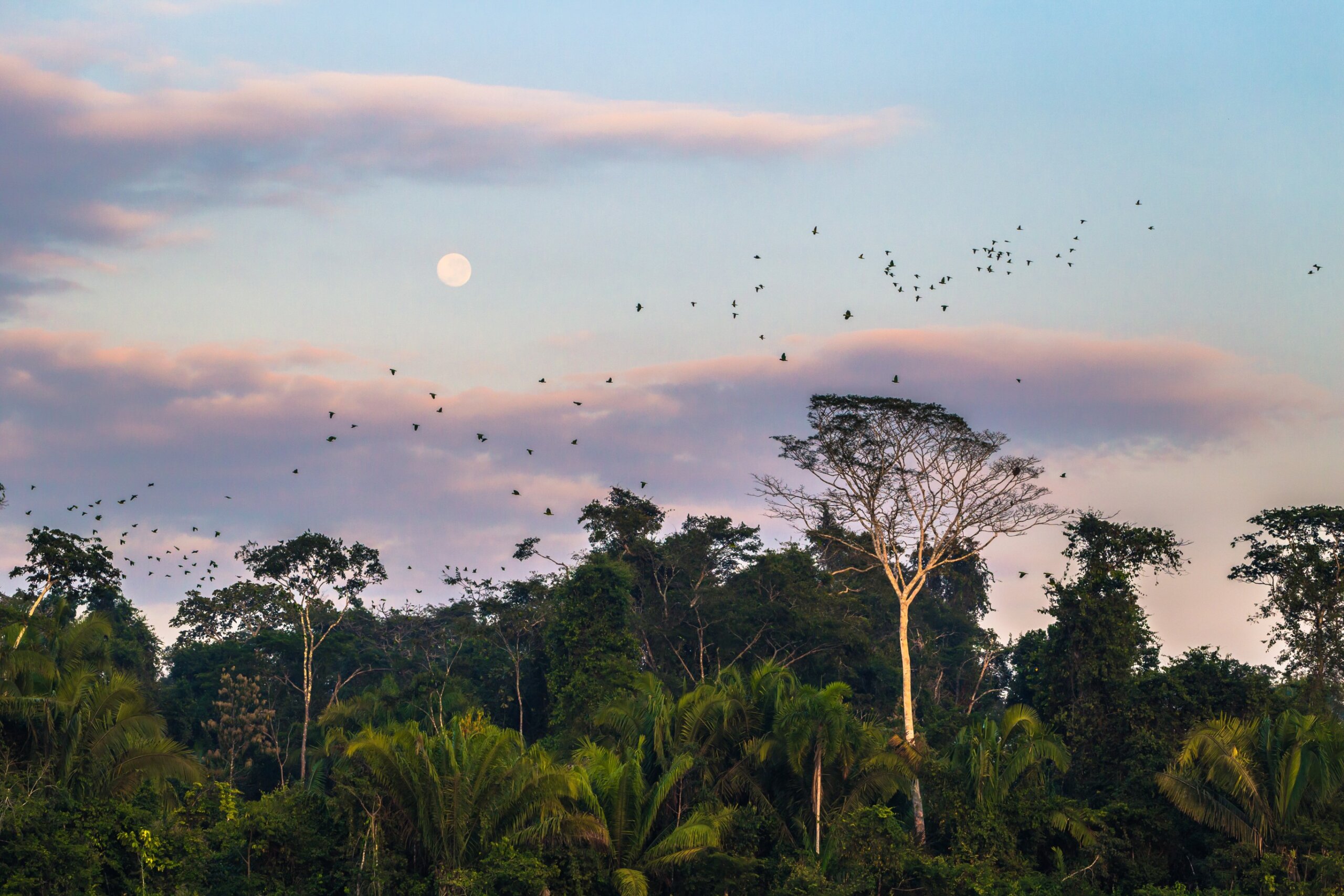 Tropical rainforest canopy at dusk with birds