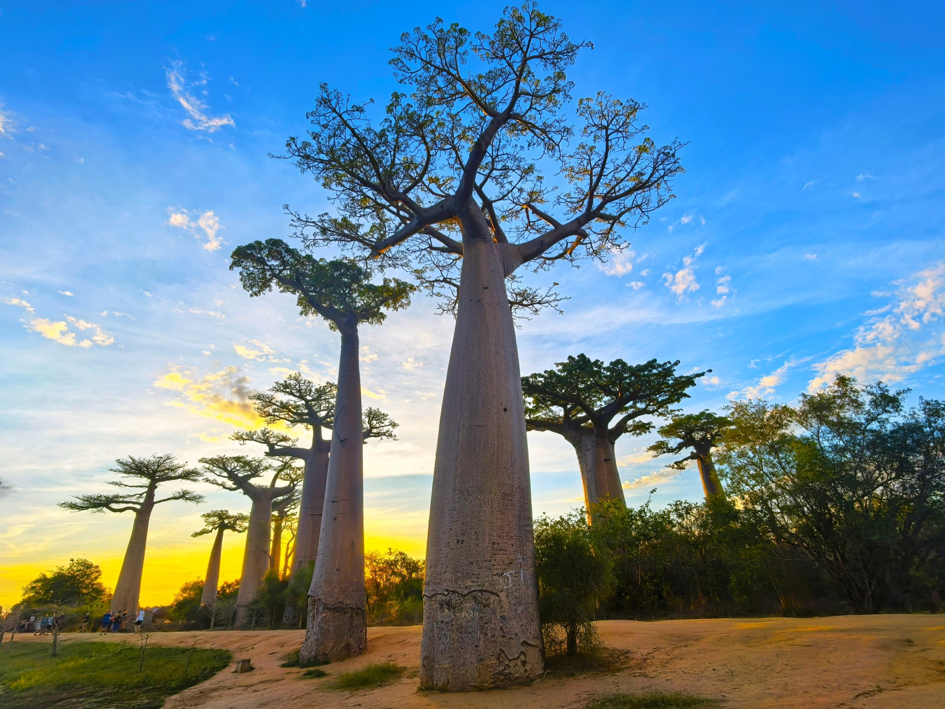 Baobab trees in Madagascar.
