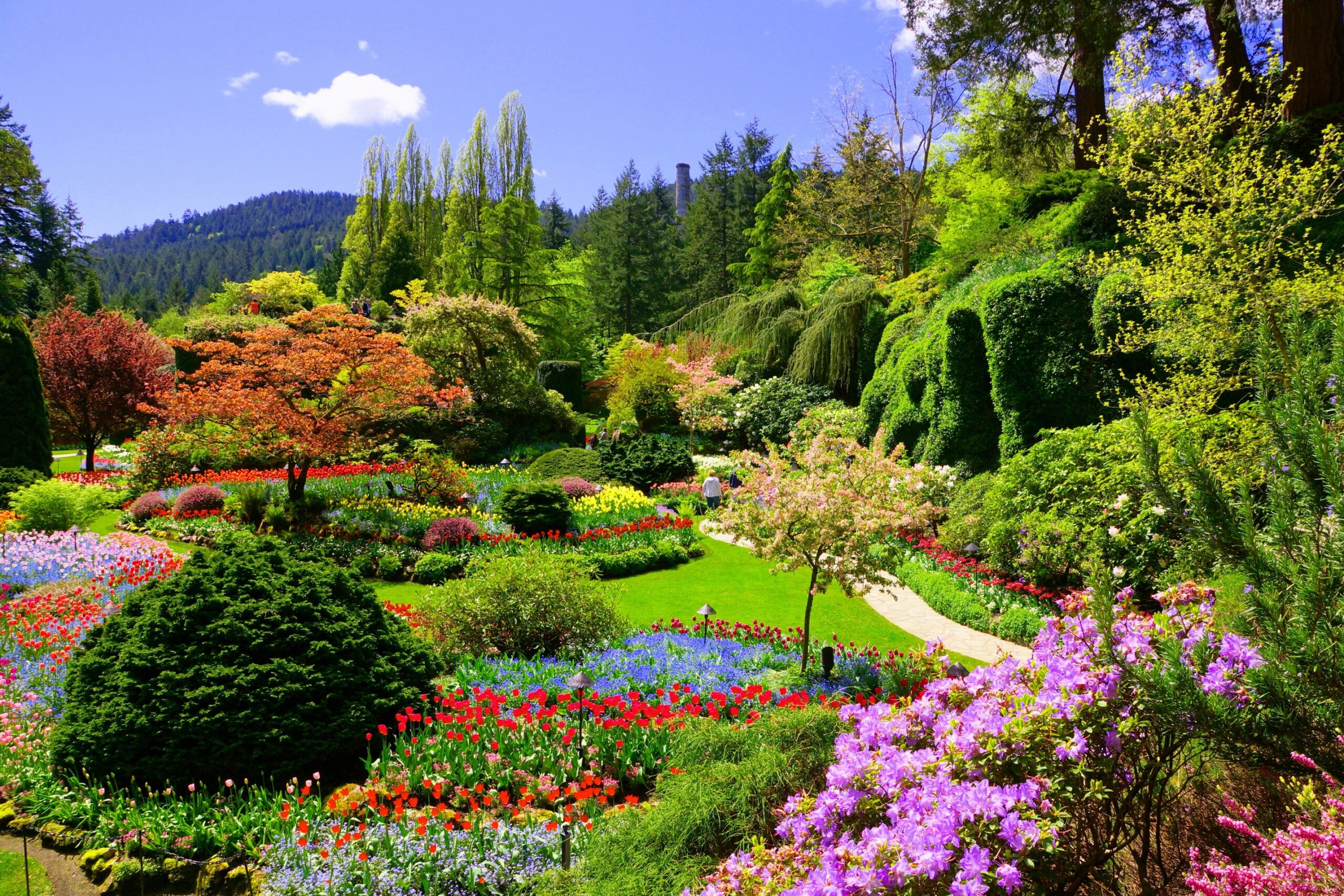 Butchart Gardens, Victoria, Canada. View of the colorful flowers of the sunken garden during spring.
