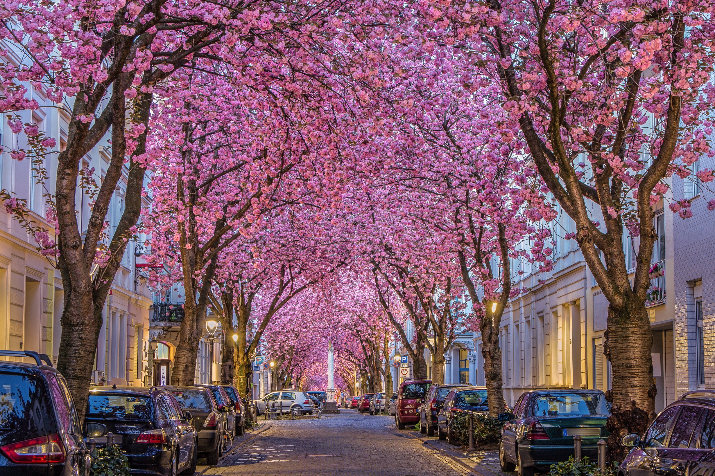 Kirschblüte in der Bonner Altstadt

