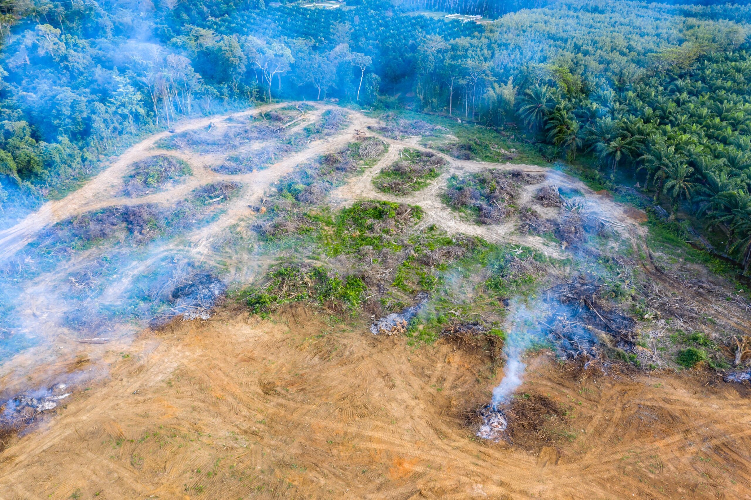 Aerial view of deforestation. Rainforest being removed to make way for palm oil and rubber plantations
