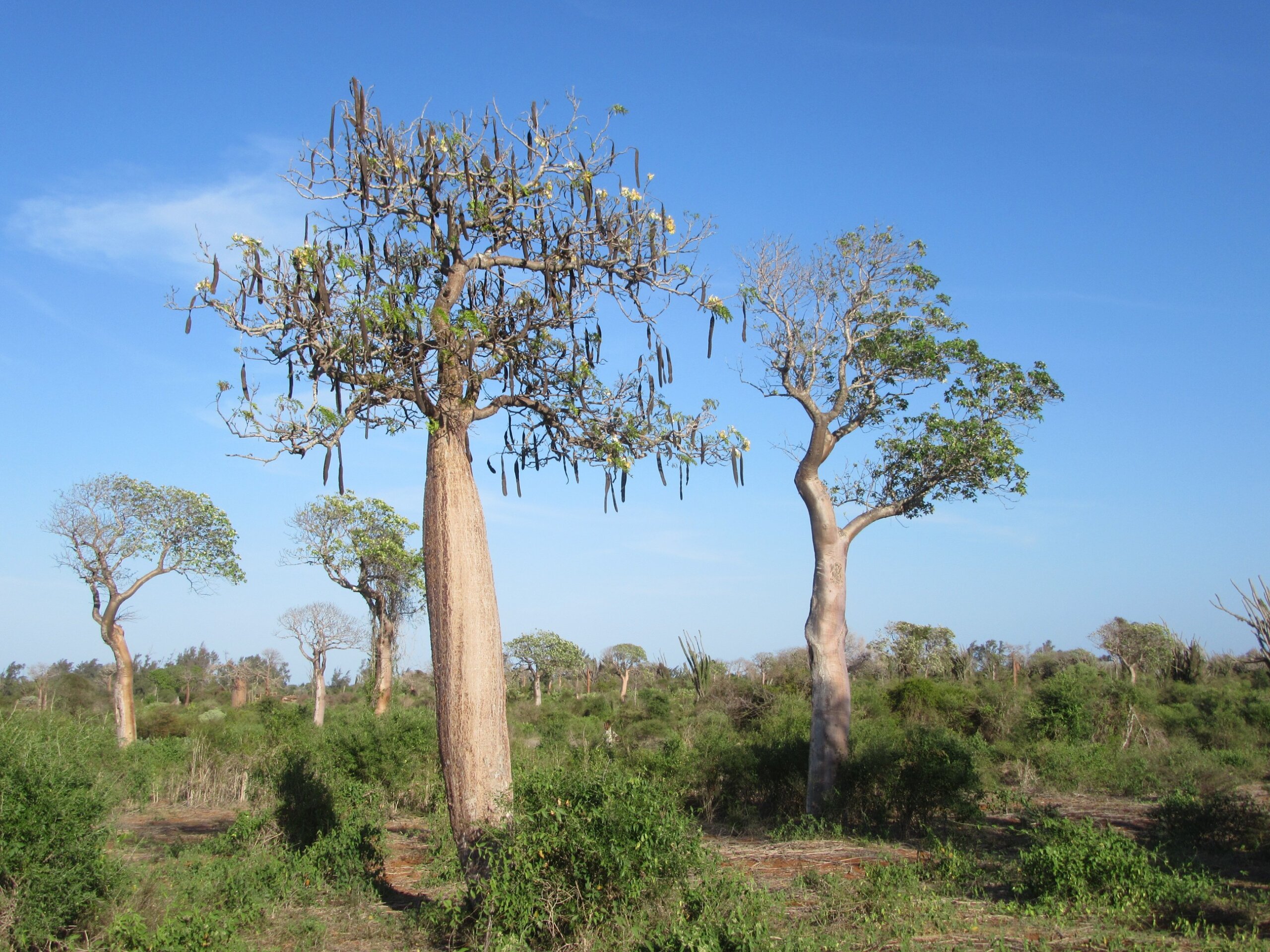 Huge baobab trees in spiny forest, Ifaty, westt coast of Madagascar.
