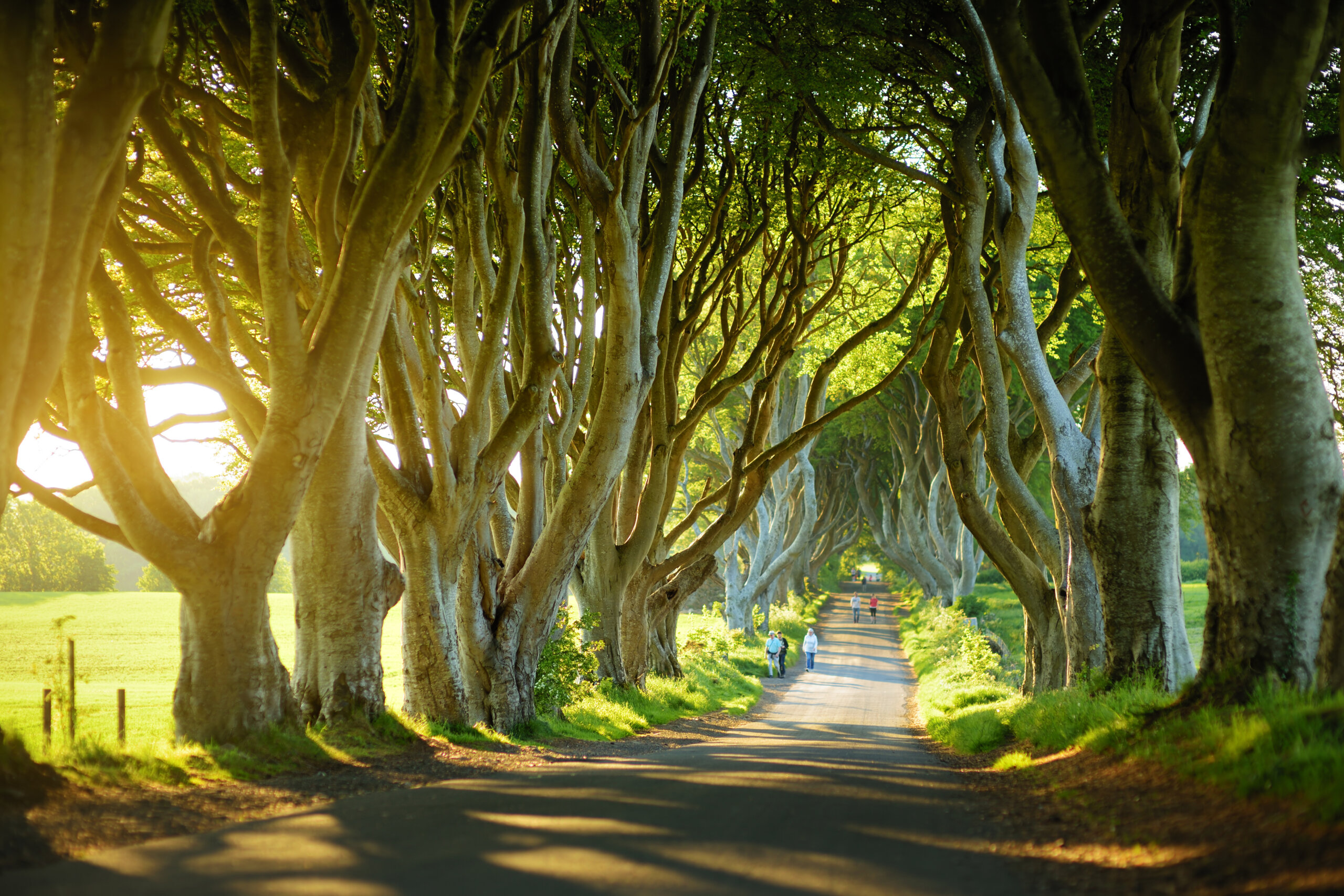 Tree lined road forming a natural tunnel, one of the most beautiful streets in the world