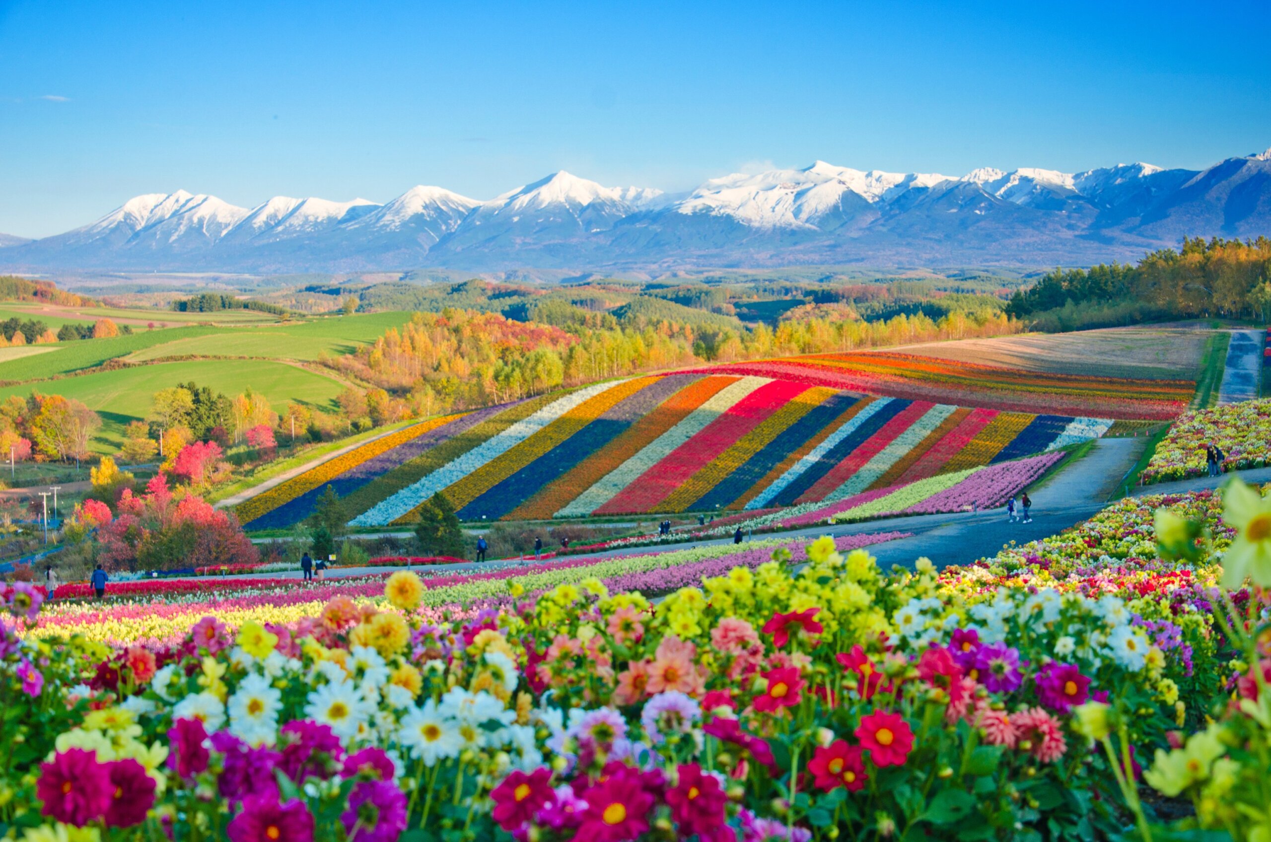 Panoramic flower gardens at Shikisai Hill in Biei, Japan, paired with an article on the rarest languages in the world and endangered languages