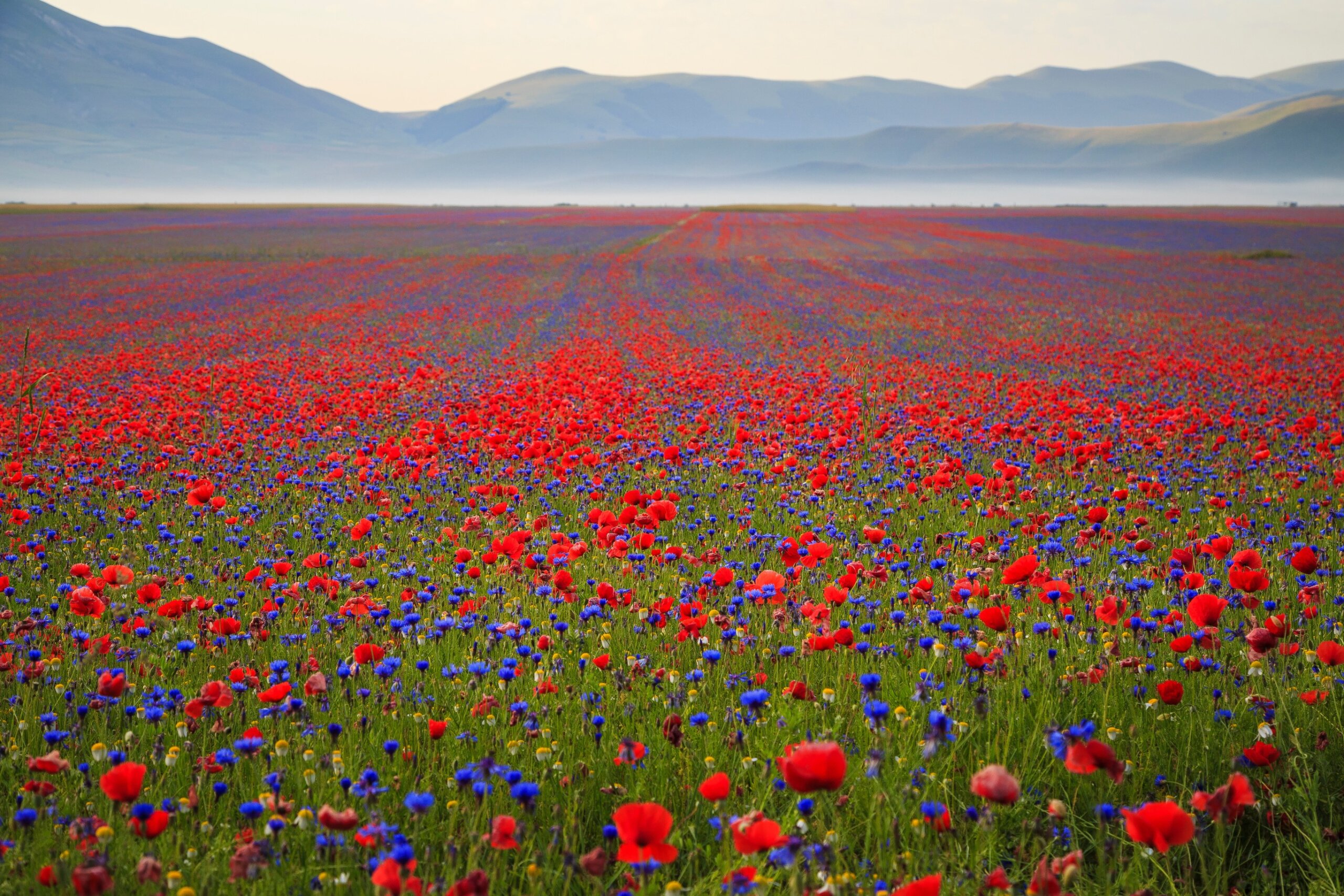 Beautiful summer landscape at Piano Grande (Great Plain) mountain plateau in the Apennine Mountains, Castelluccio di Norcia, Umbria, Italy
