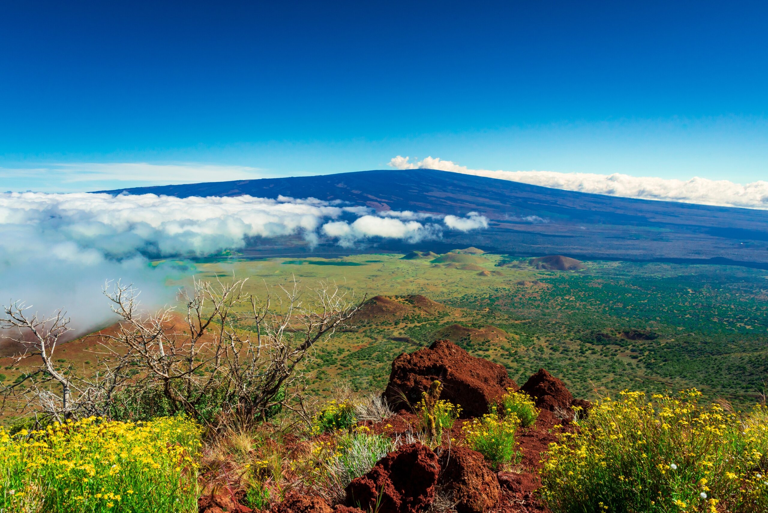 Vegetation and cinder cones around Mauna Loa volcano