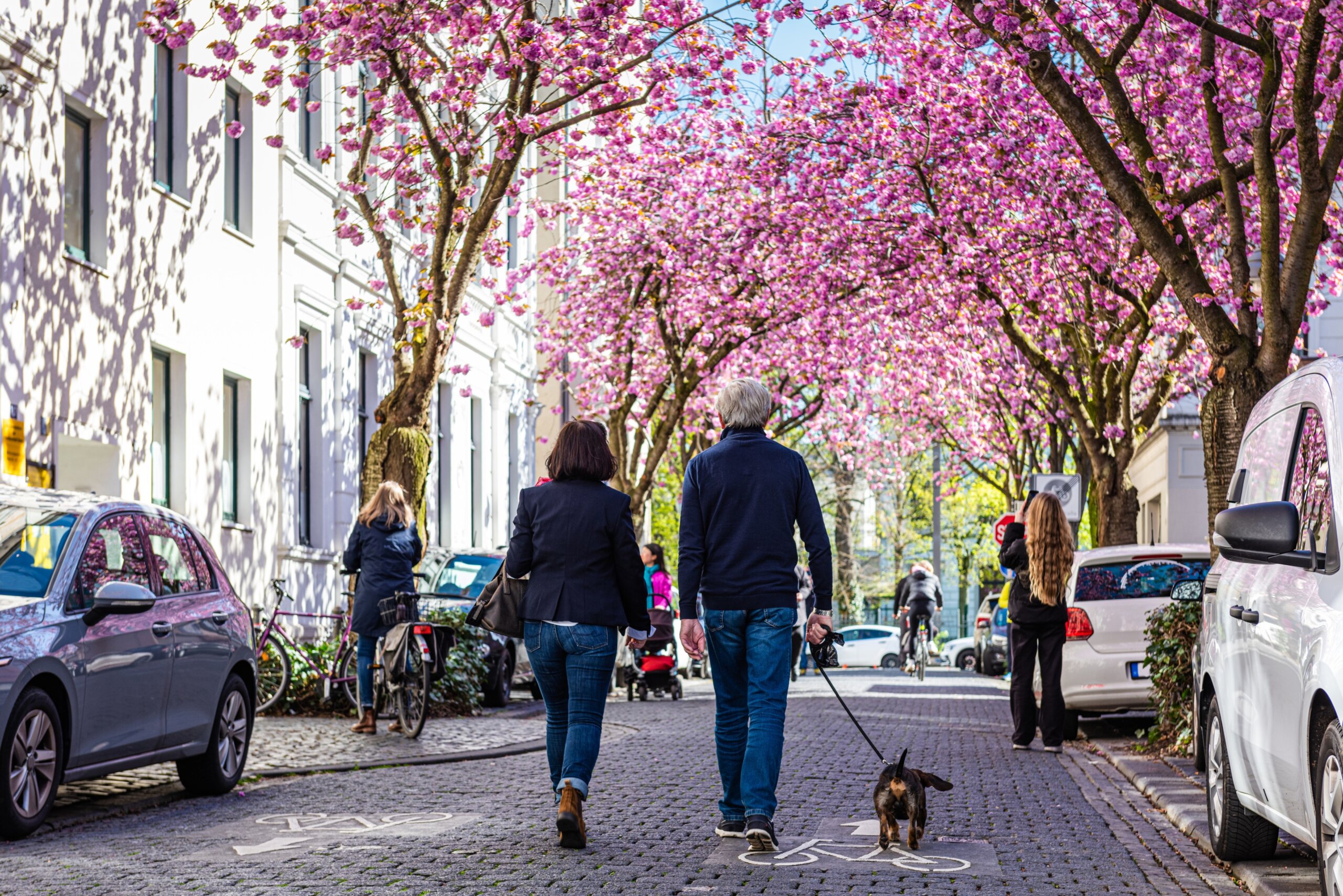 Kirschblüte in der Bonner Altstadt, Deutschland
