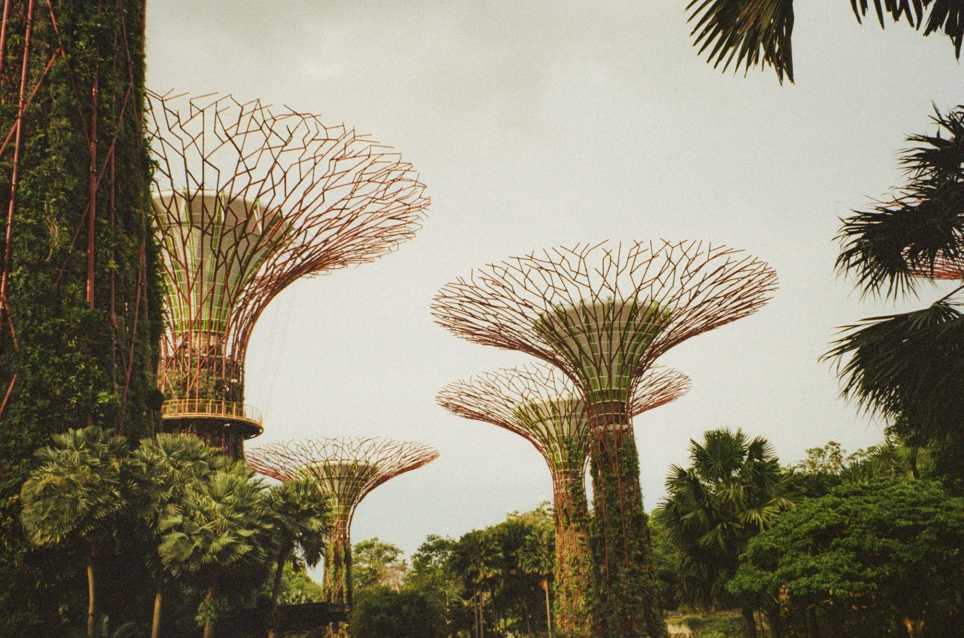 The man made infamous trees in Singapore.