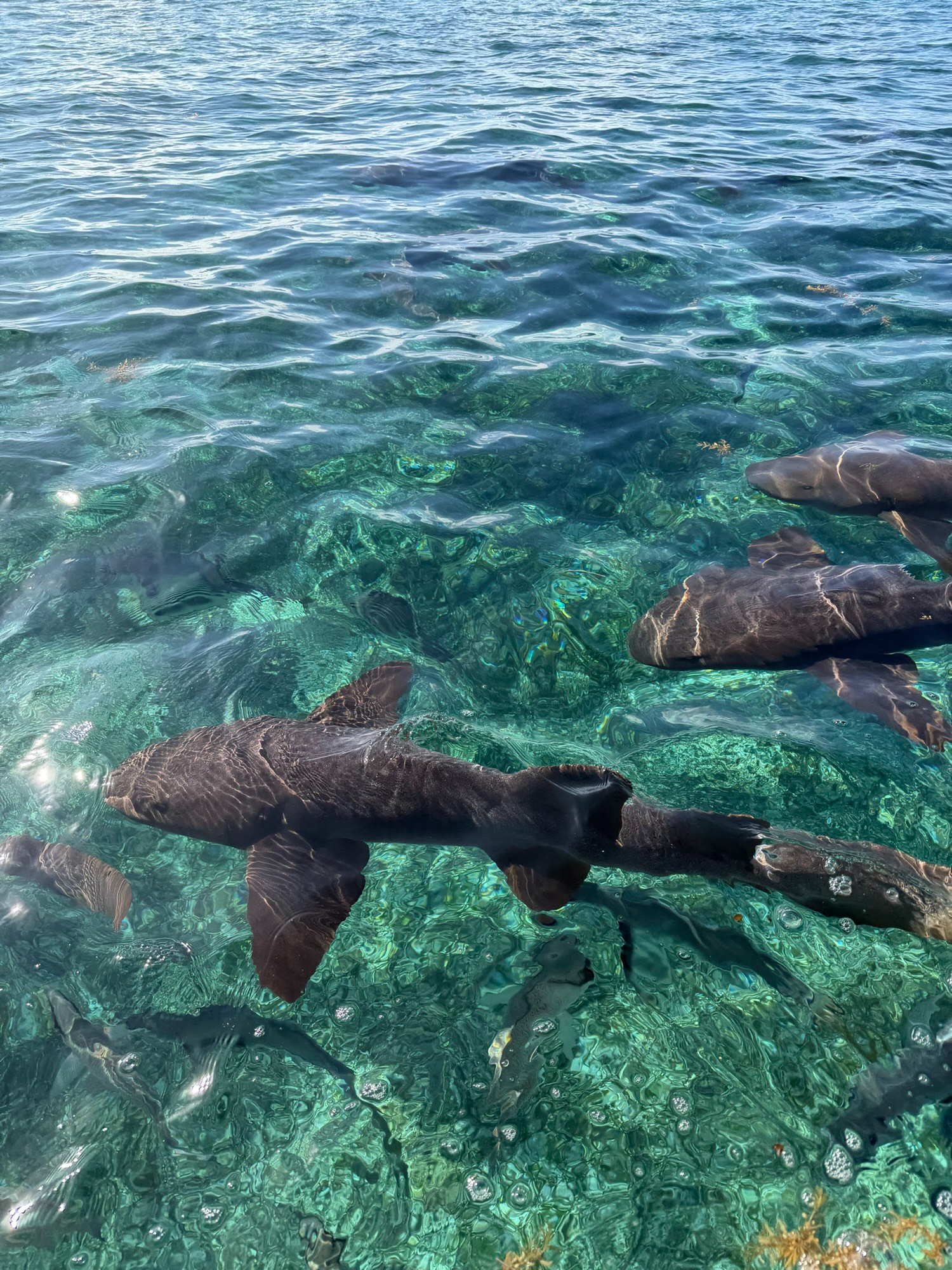 Nurse sharks swimming in clear turquoise water during Caye Caulker snorkeling and diving tour in Belize