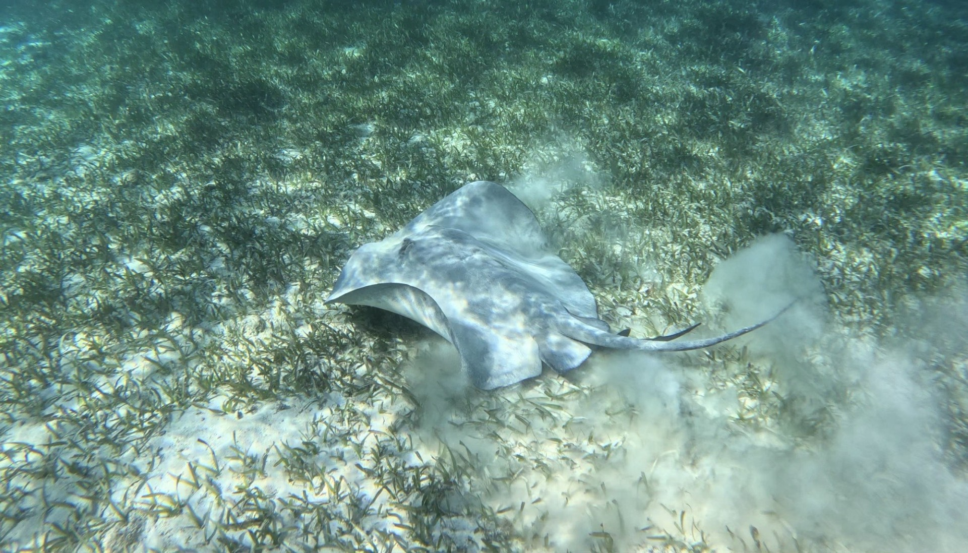 One of the many stingrays we saw throughout the tour.