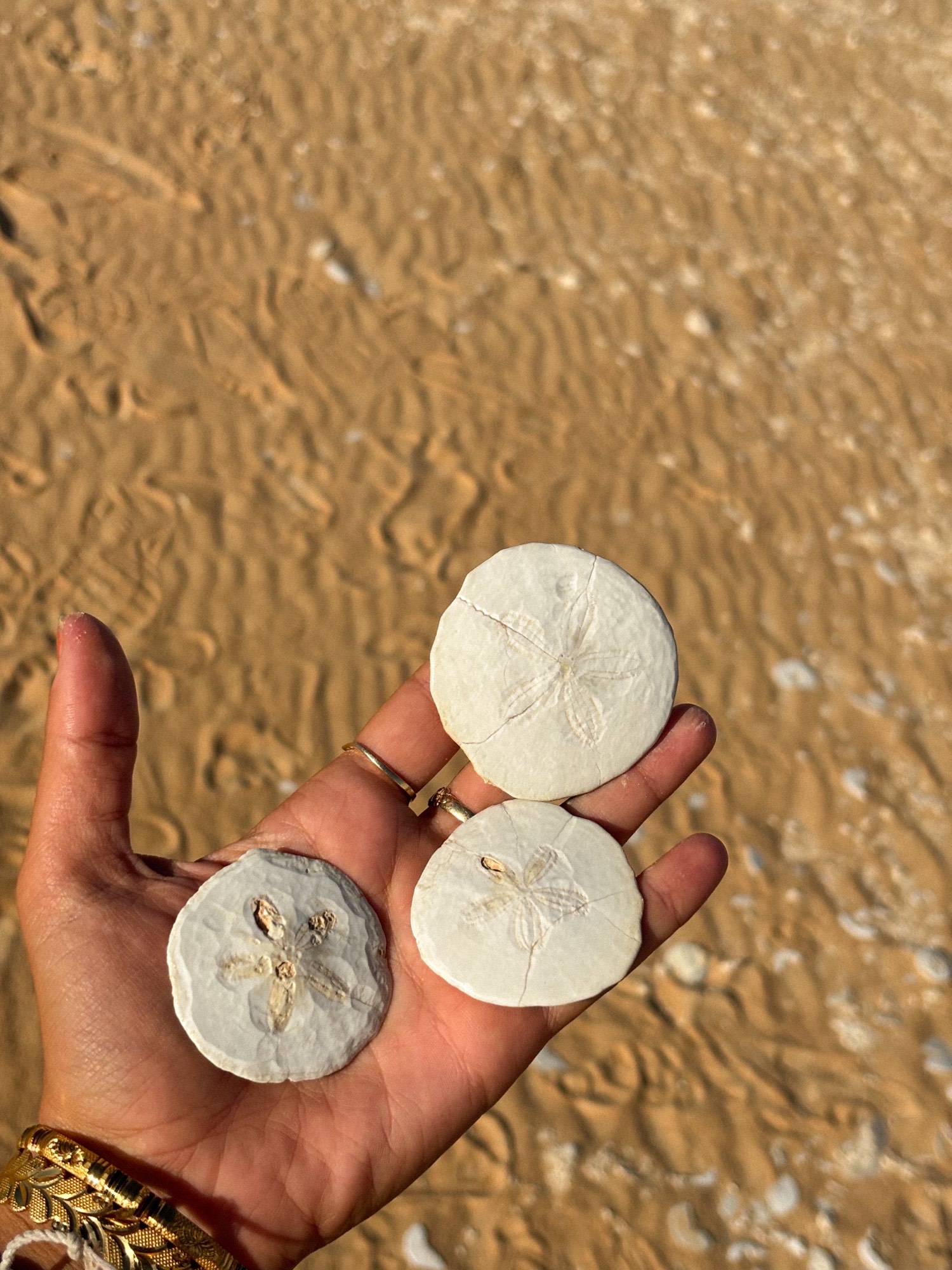 Sand dollars in the middle of the desert in Siwa. Showing the history of the desert. 