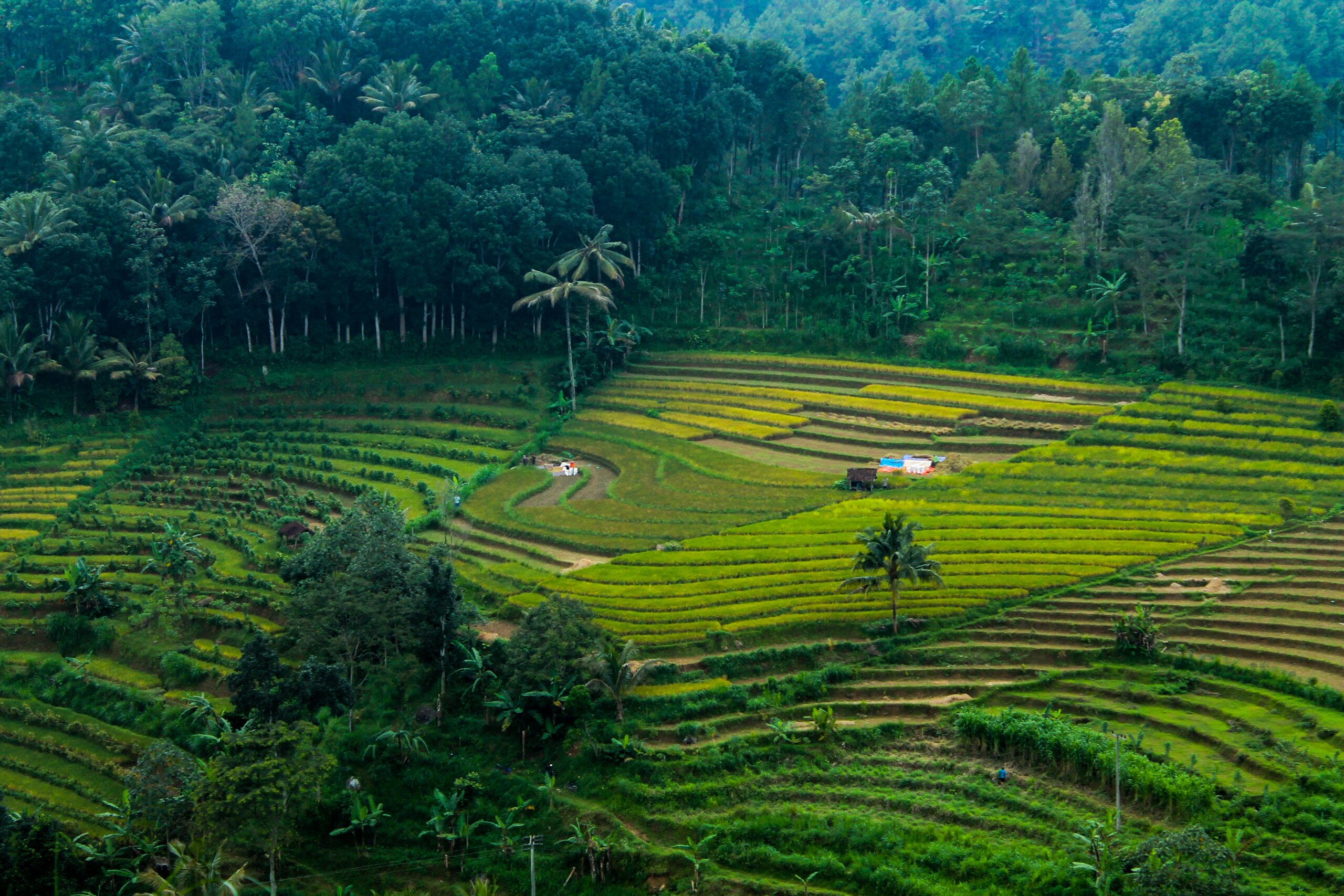 java