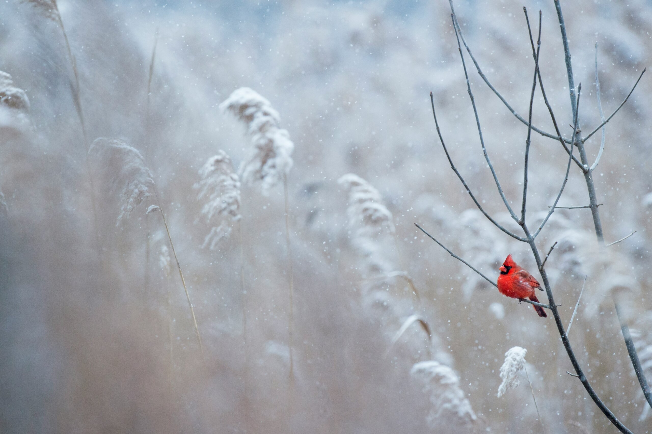 Red cardinal on bare branch in snowy field, representing a peaceful winter getaway
