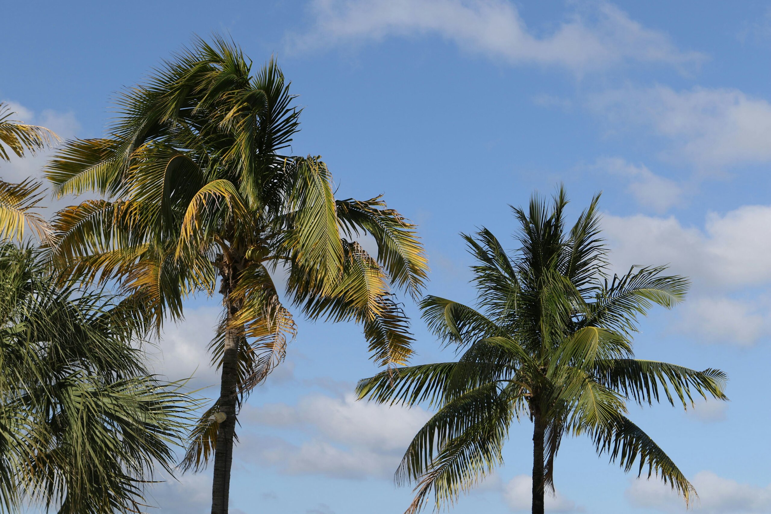 Palm trees against a blue sky in Florida