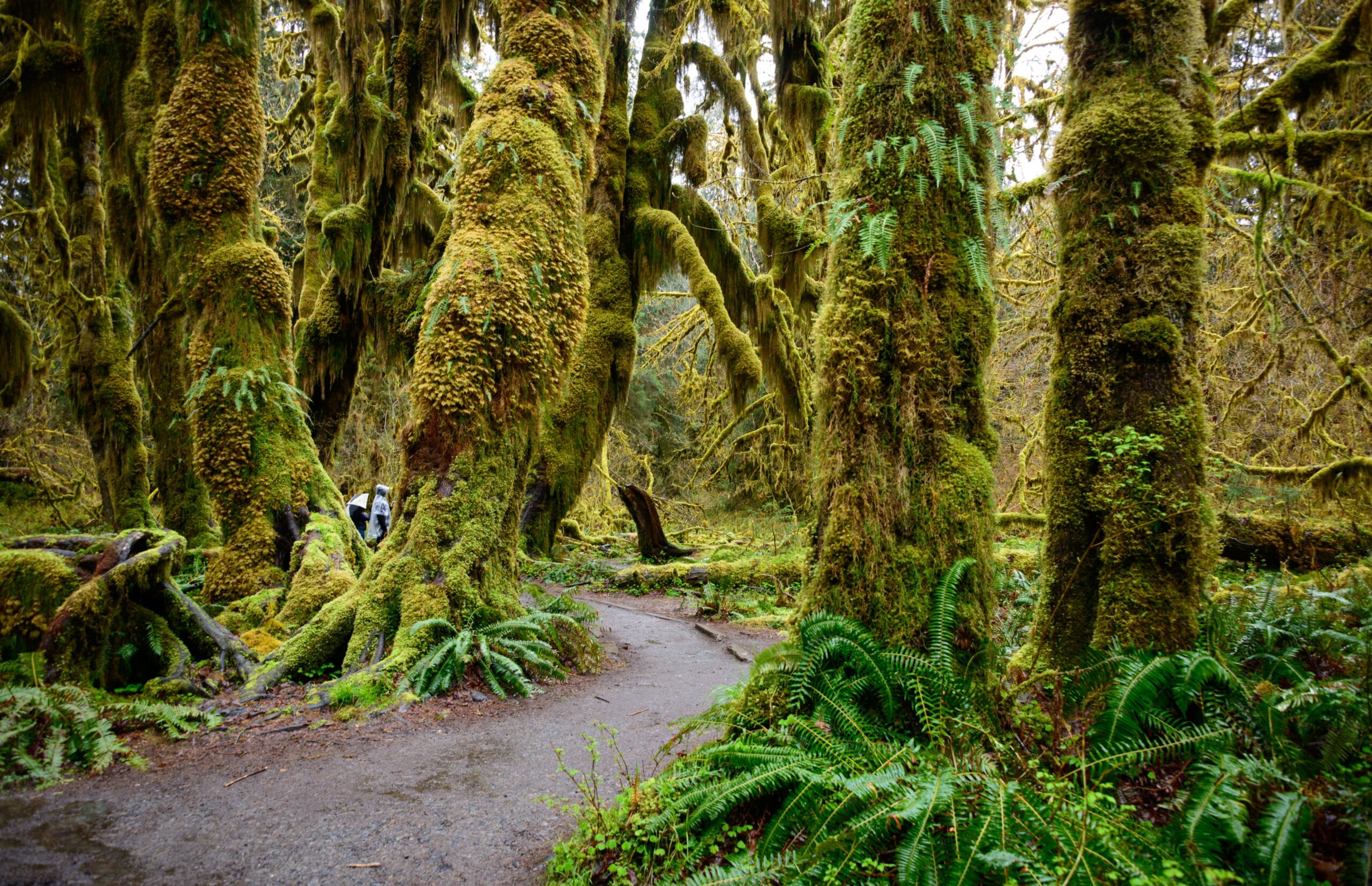 moss-covered rain forest trail for a mental health reset vacation
