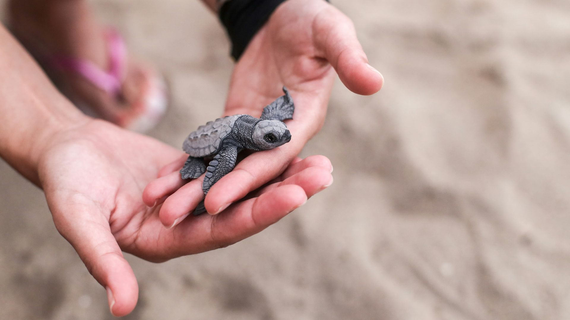baby sea turtle on a protected beach during turtle nesting season