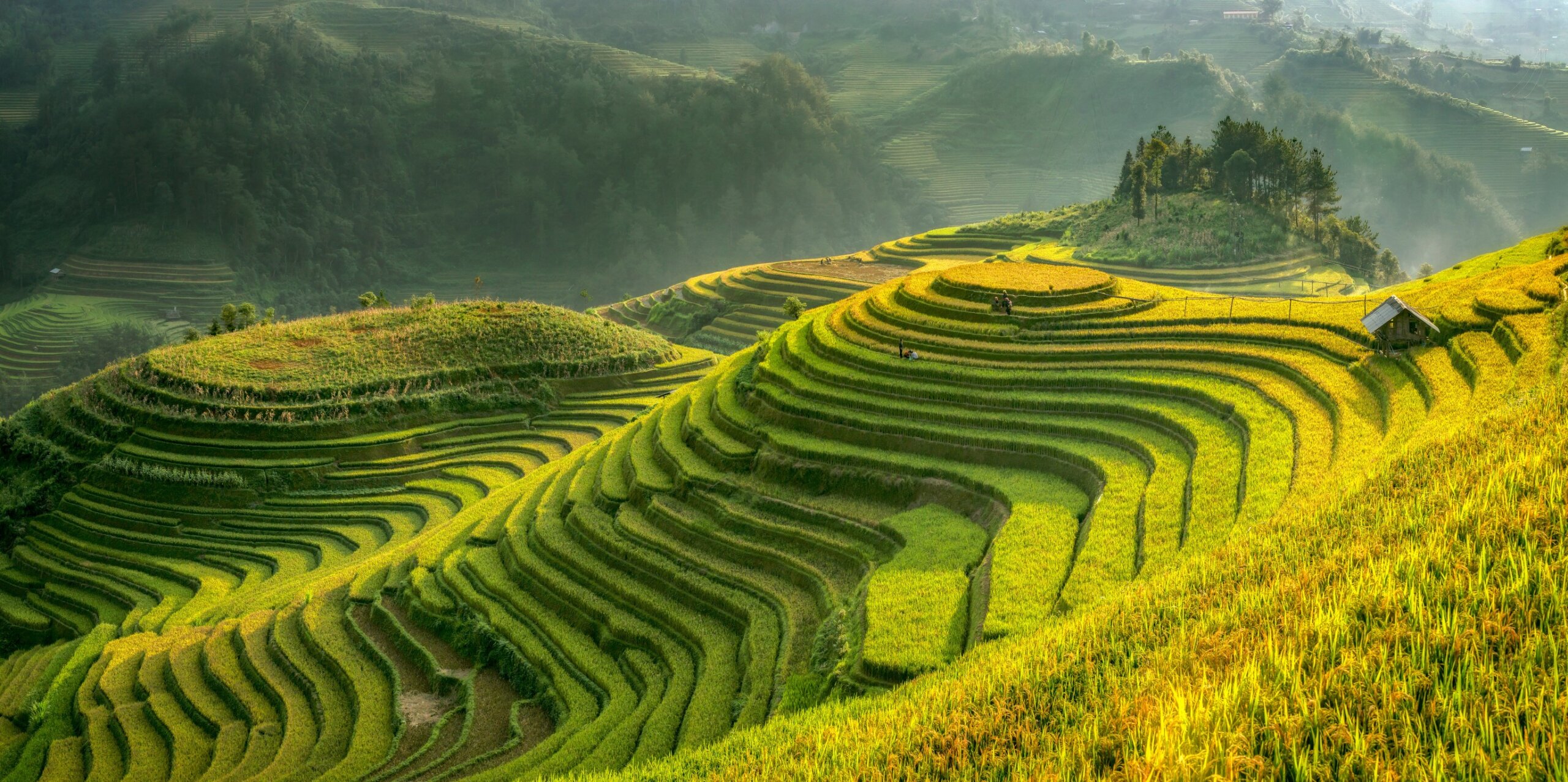 Smooth symbolize the city's Mu cang chai,Yenbai,Vietnam.
