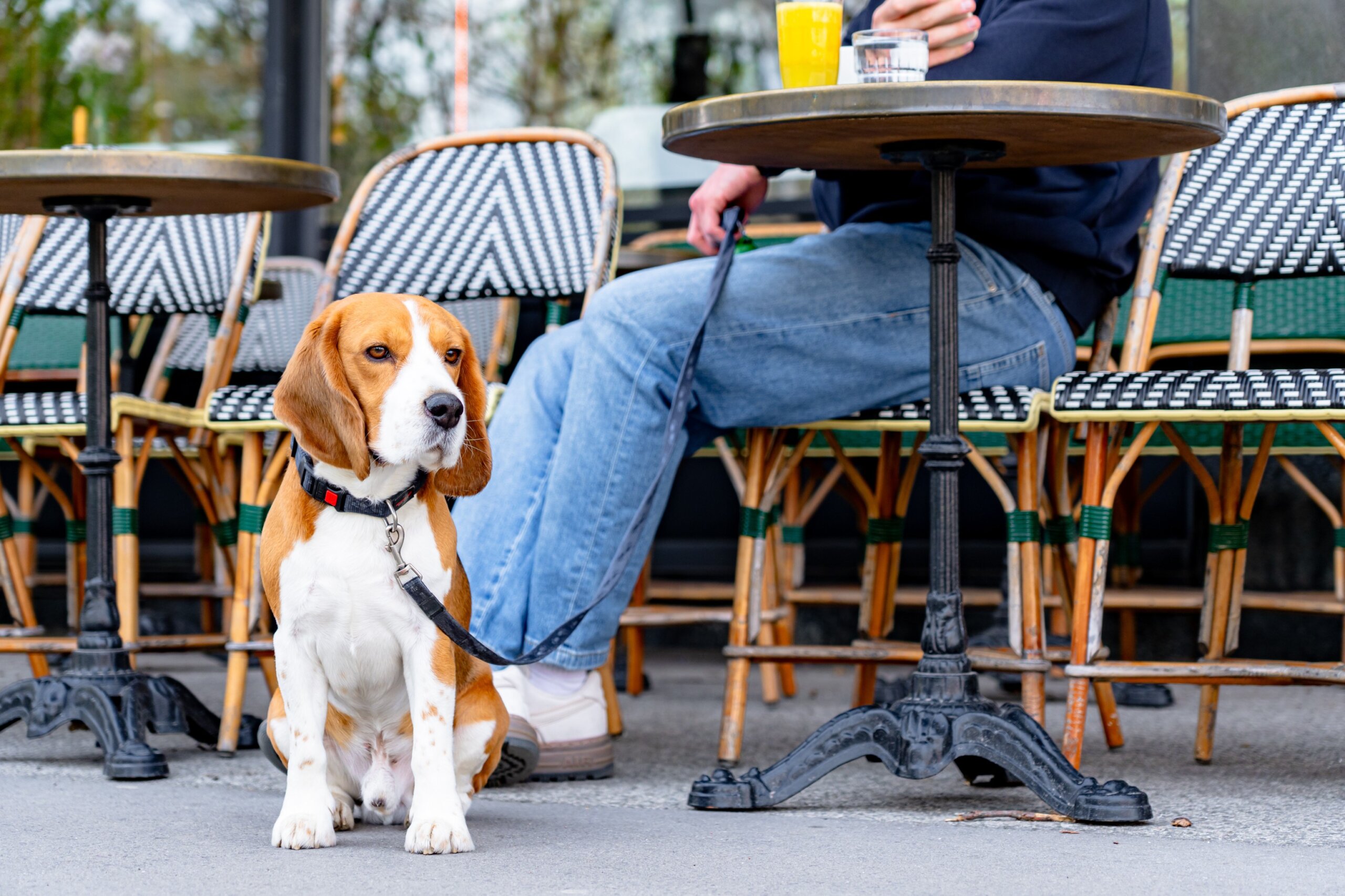 Cute beagle dog is sitting on leash outside typical Parisian cafe, while owner is having breakfast
