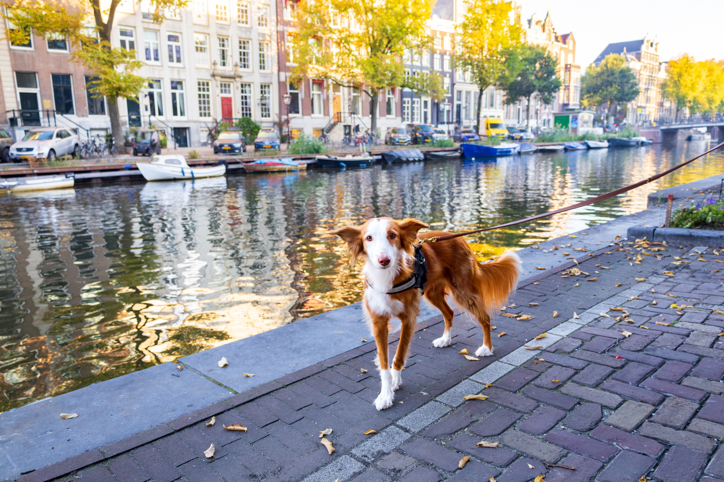 Selective focus view of beautiful juvenile red Australian Shepherd with white markings walking along the Singel canal on a lead in the historic city center, Amsterdam, The Netherlands