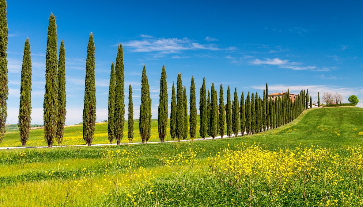 Tuscany countryside with cypress trees and blooming fields in May