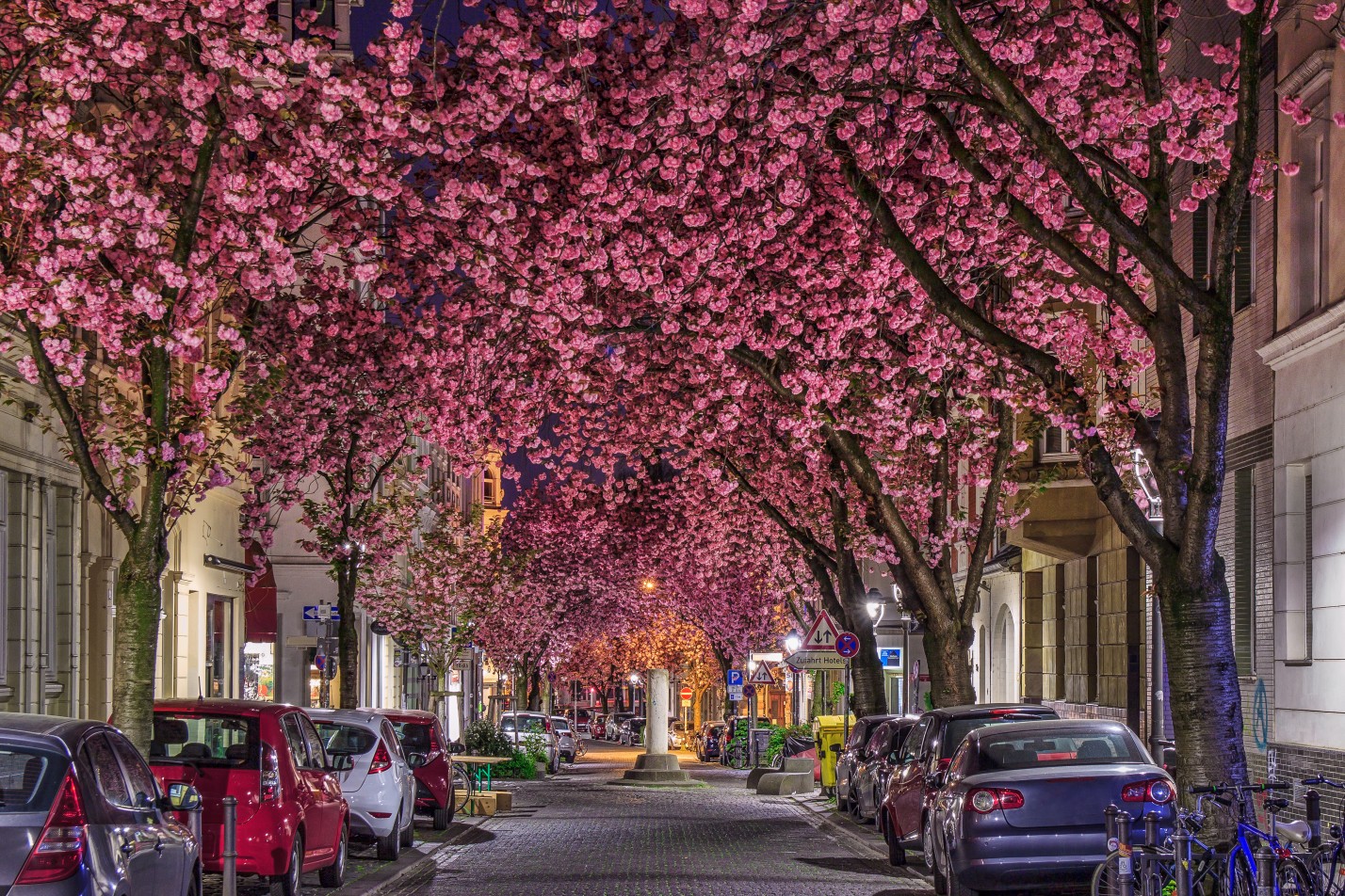 Kirschblüte in der Bonner Altstadt
