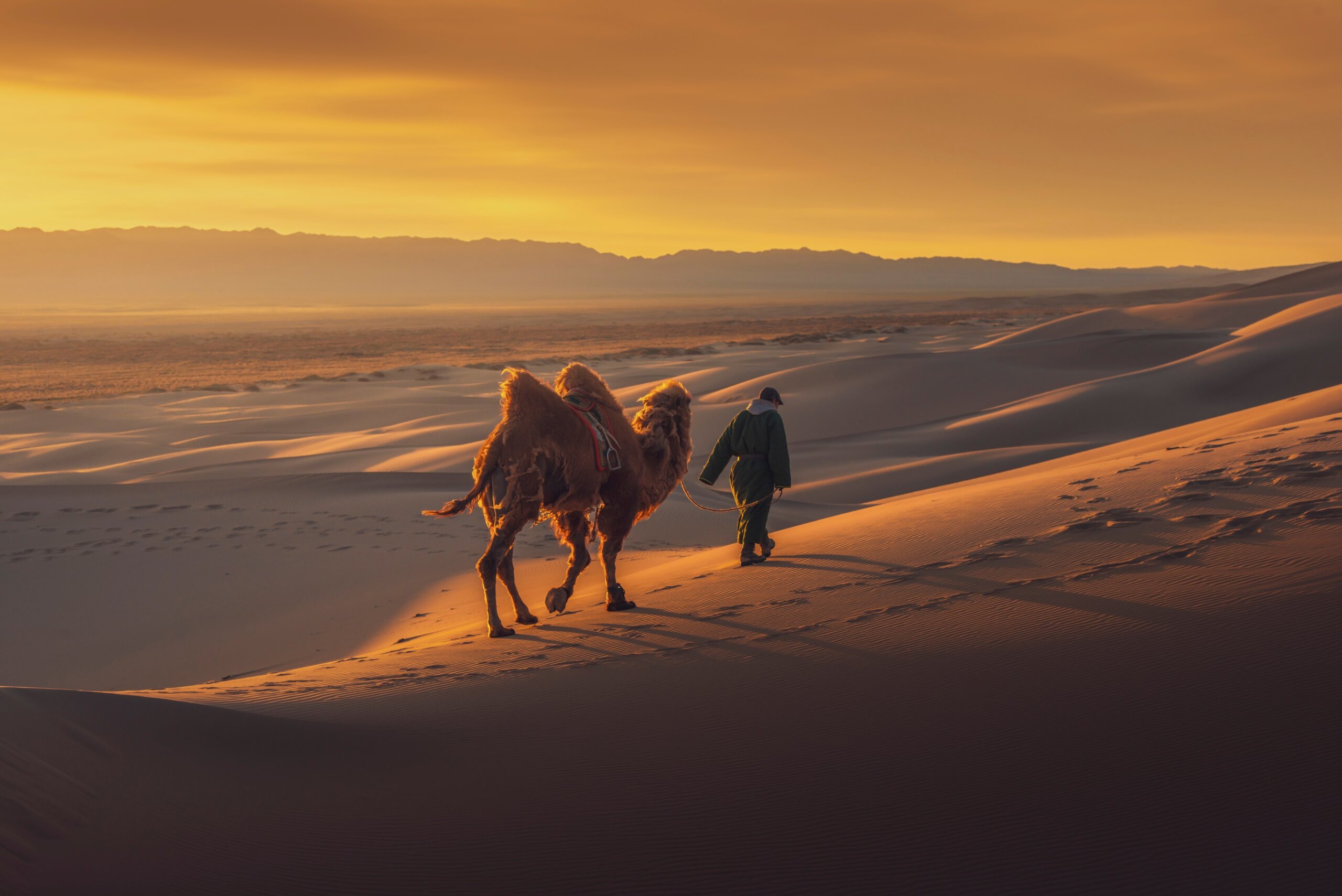 Camel going through the sand dunes on sunrise, Gobi desert Mongolia.
