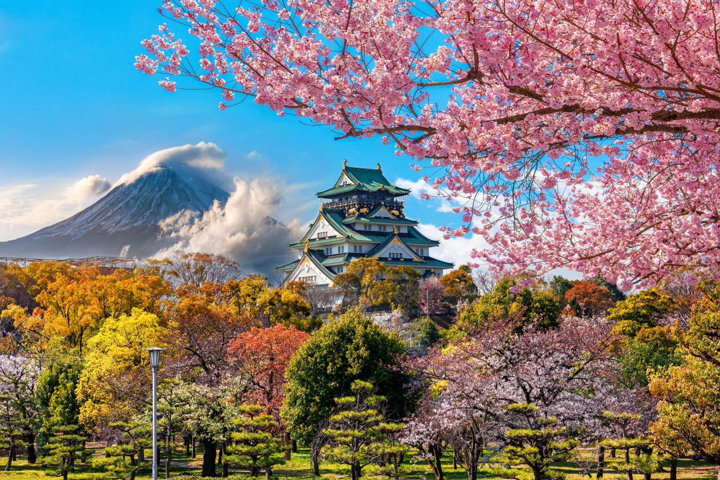 Osaka Castle and full cherry blossom, with Fuji mountain background, Japan.
